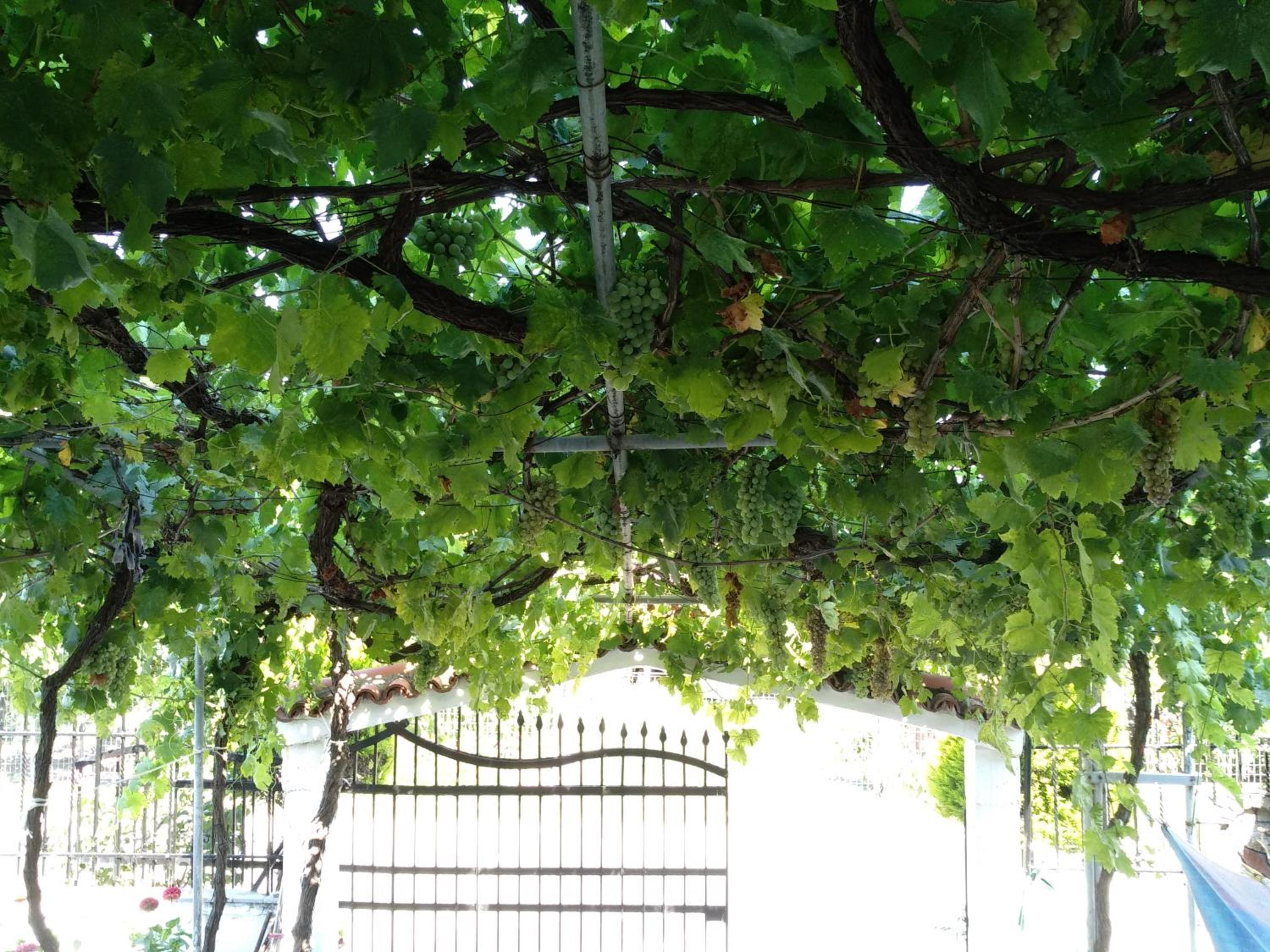 Photo 7