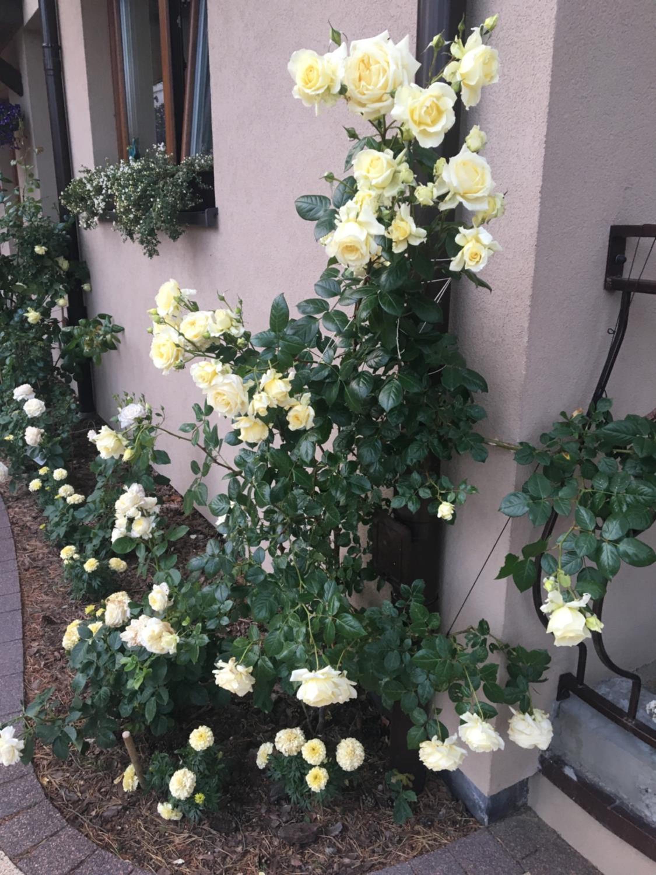 Photo 38