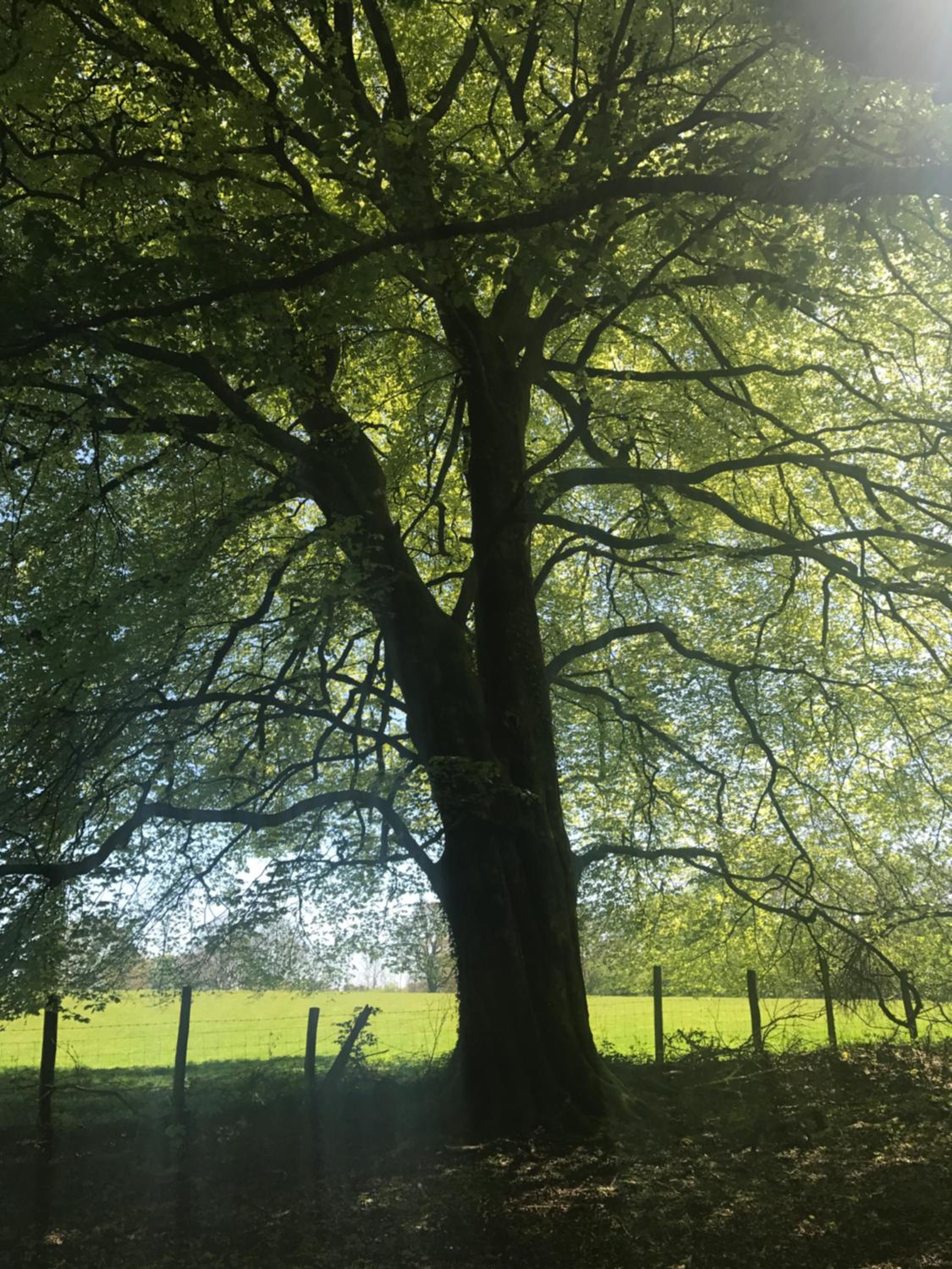 Henllys Estate B and B view 4
