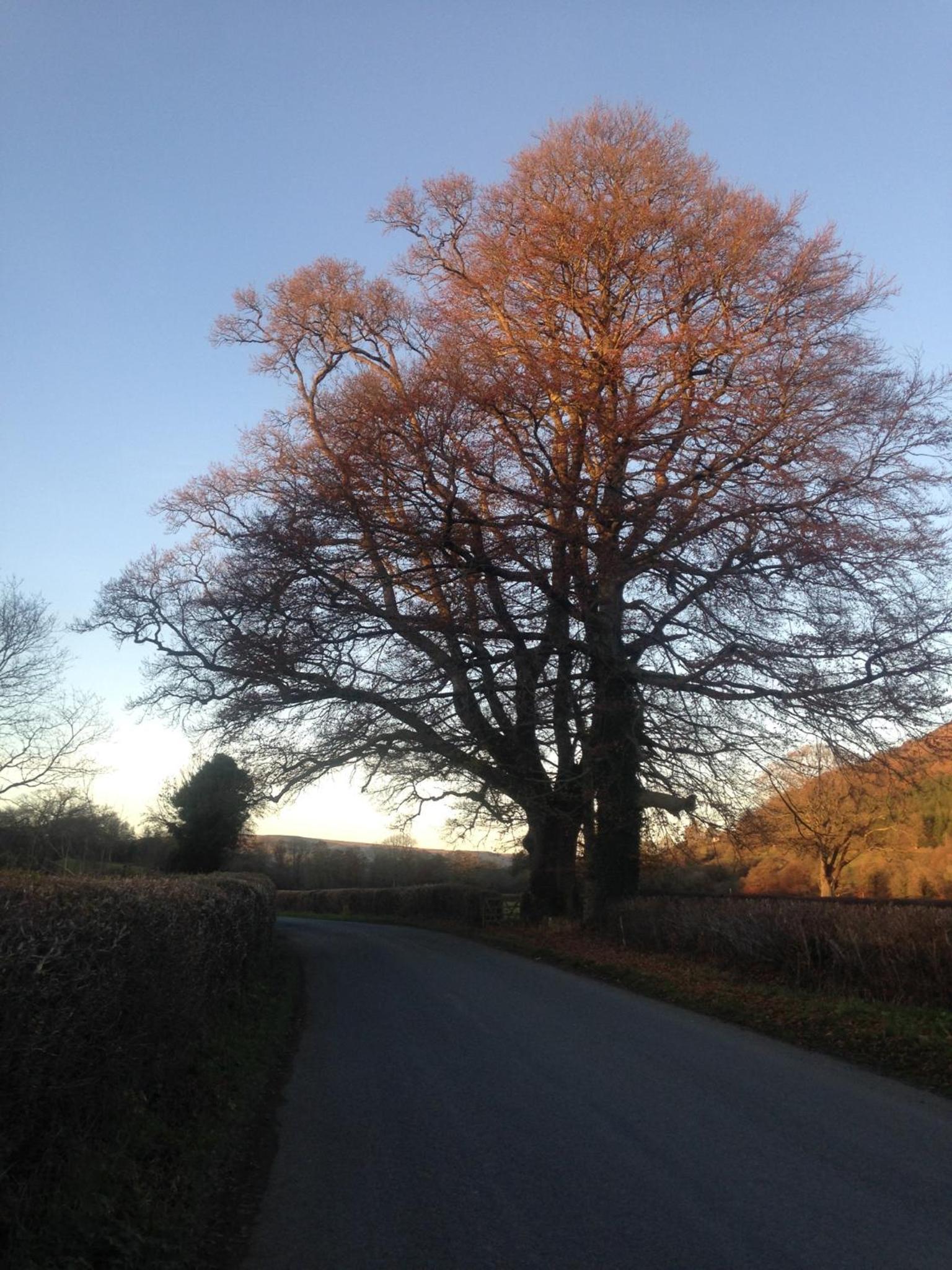 Henllys Estate B and B view 5