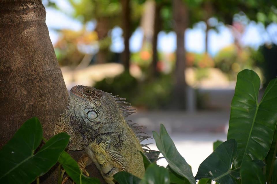 Playa Almendro Resort