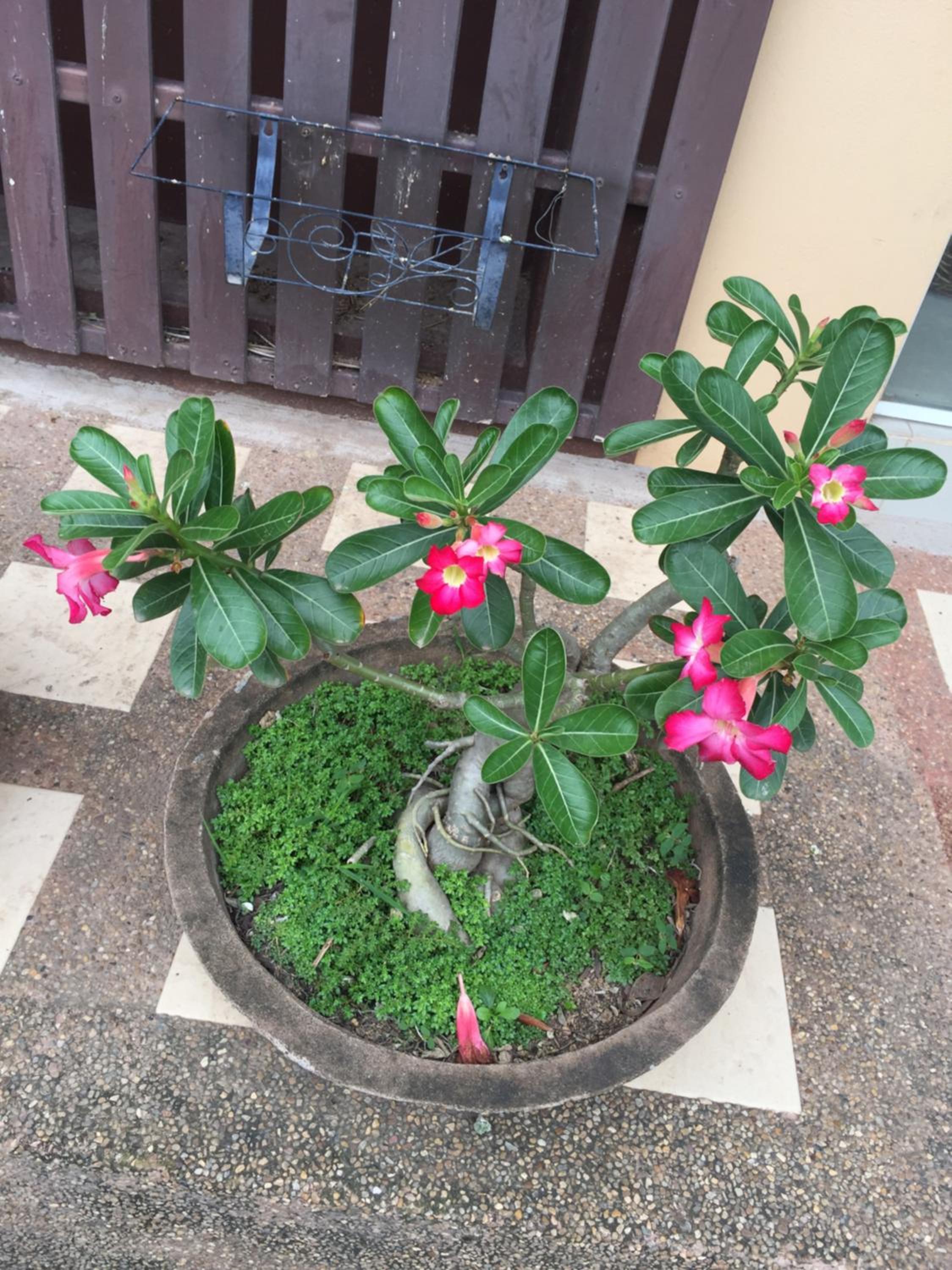 Ratchanee Place