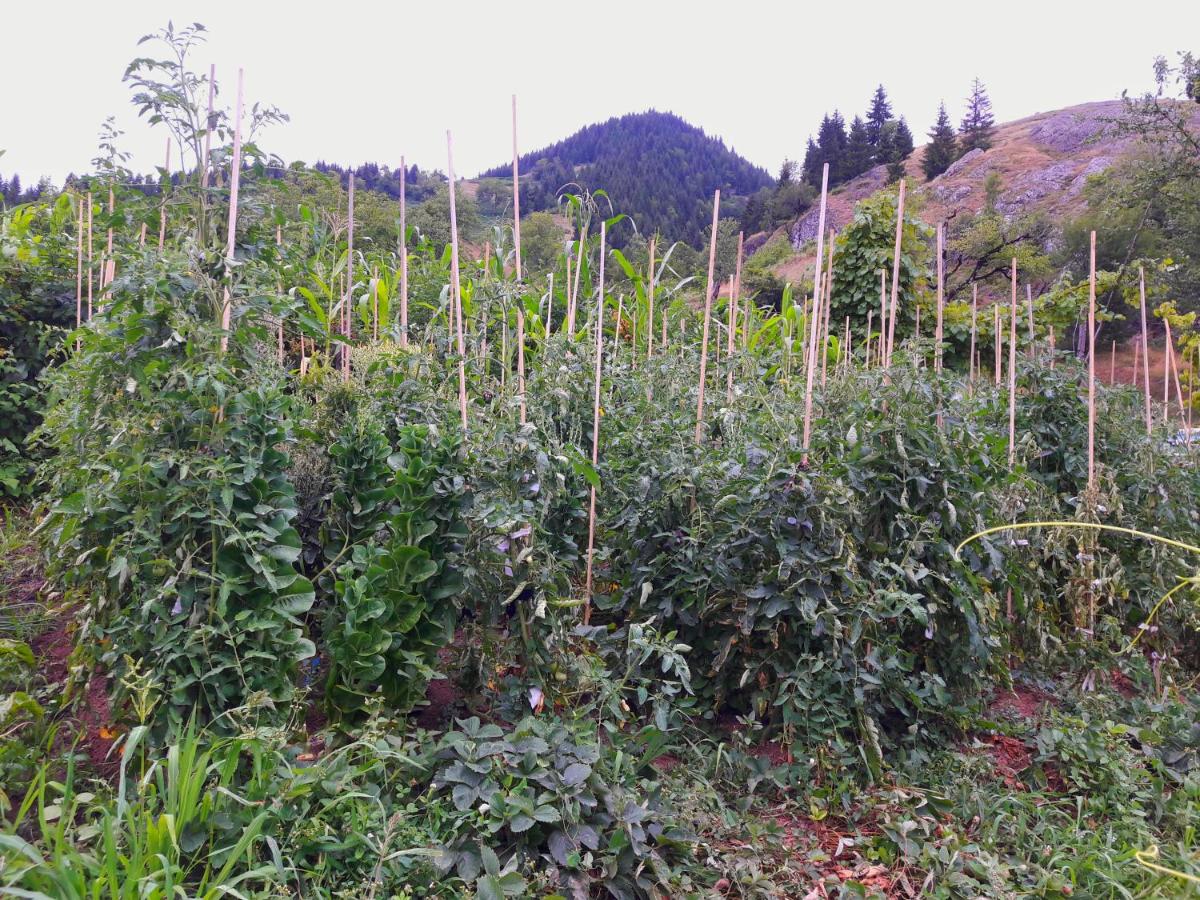Farvana view 5