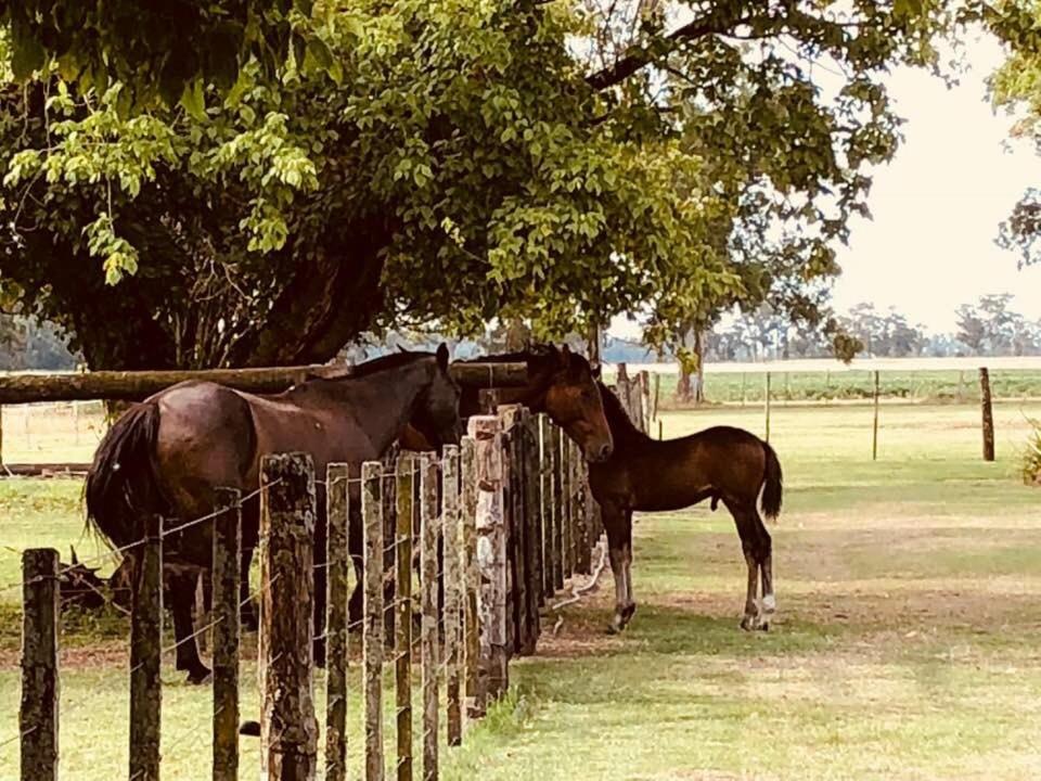 Casa Mansa Puro Campo