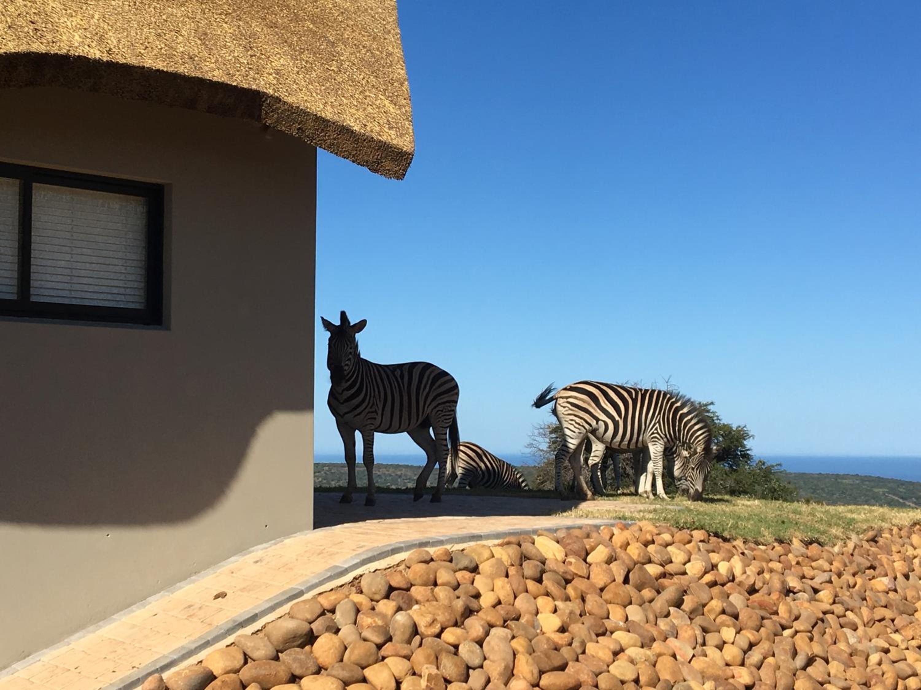 Jbay Zebra Lodge