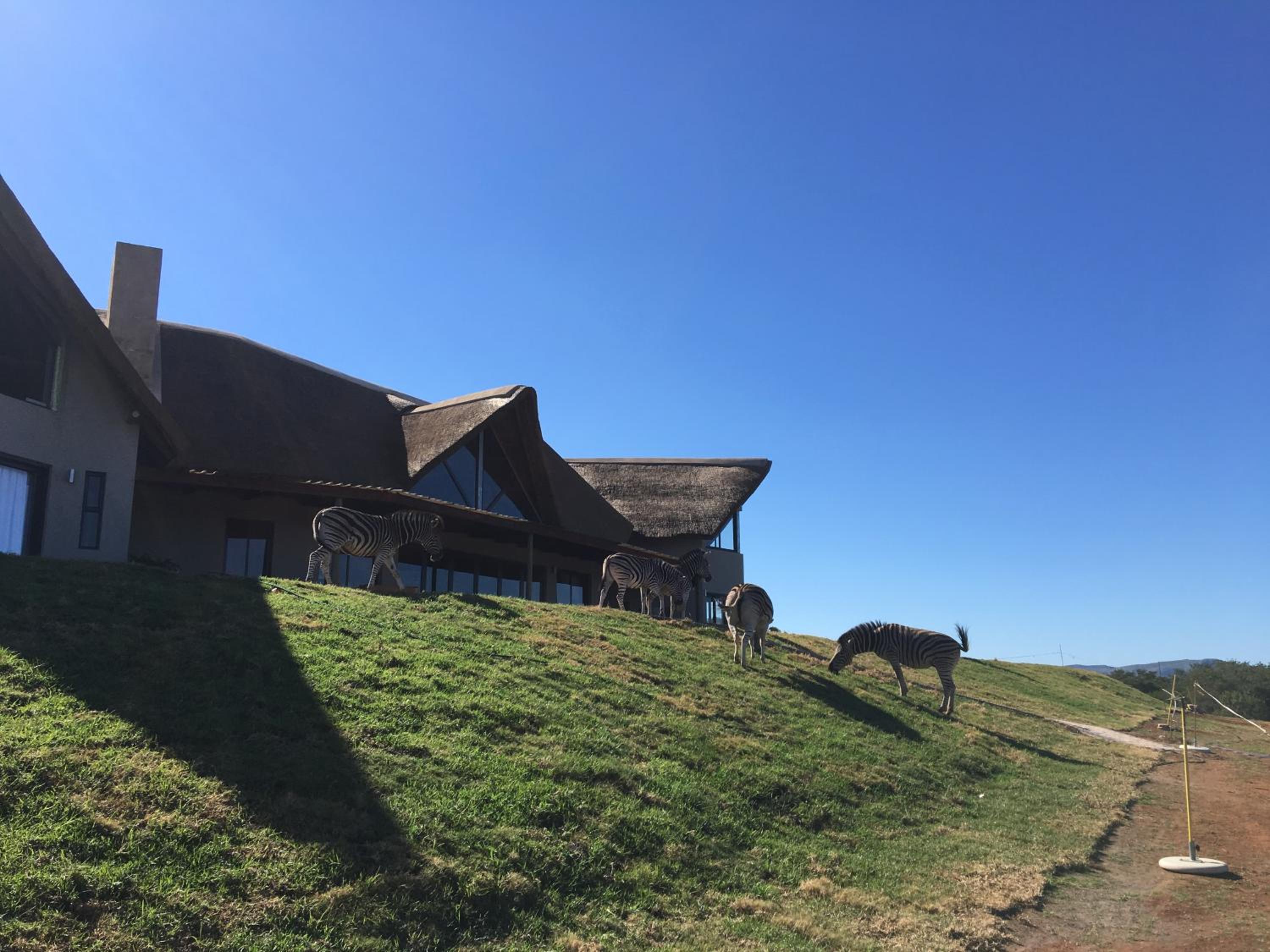 Jbay Zebra Lodge