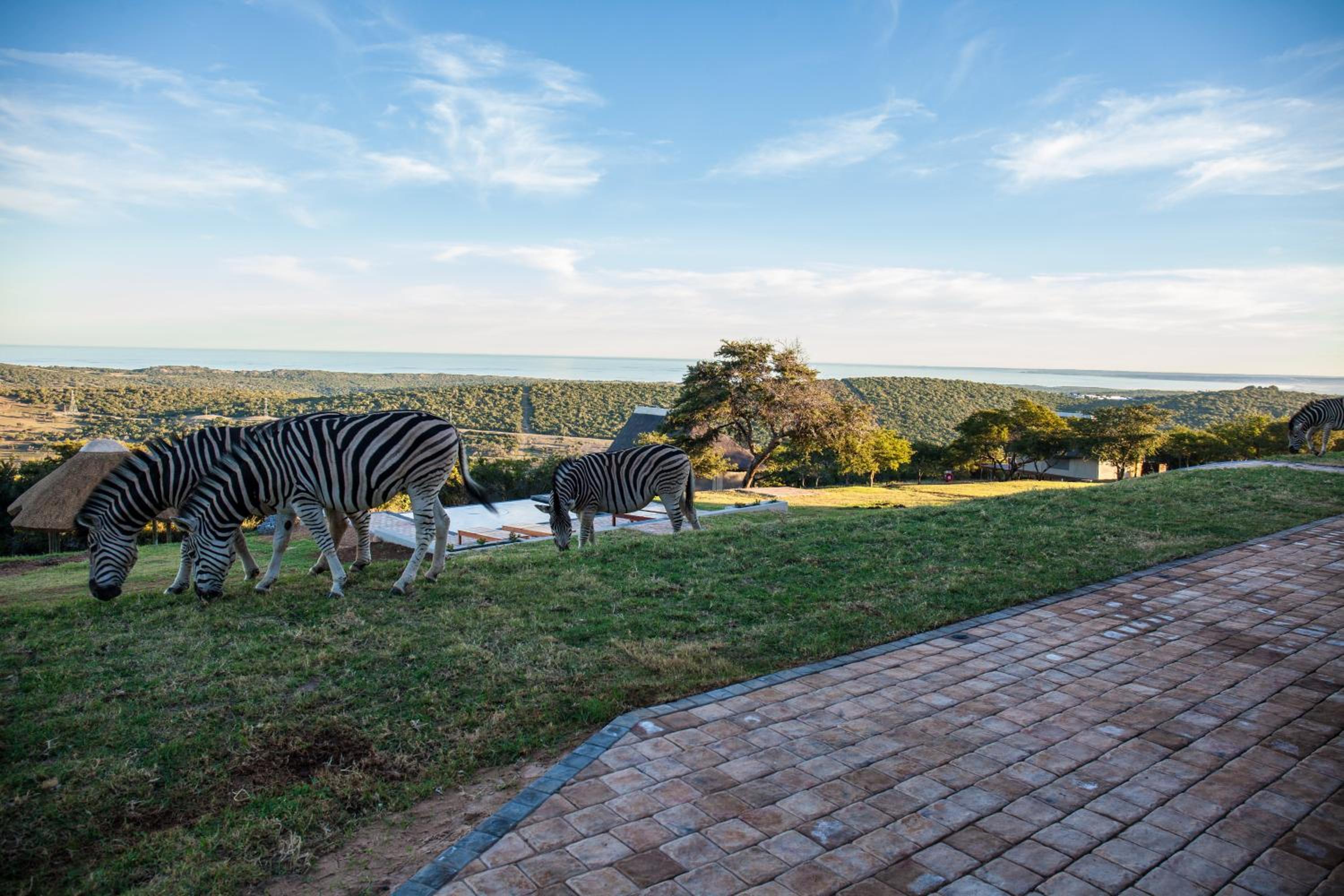 Jbay Zebra Lodge