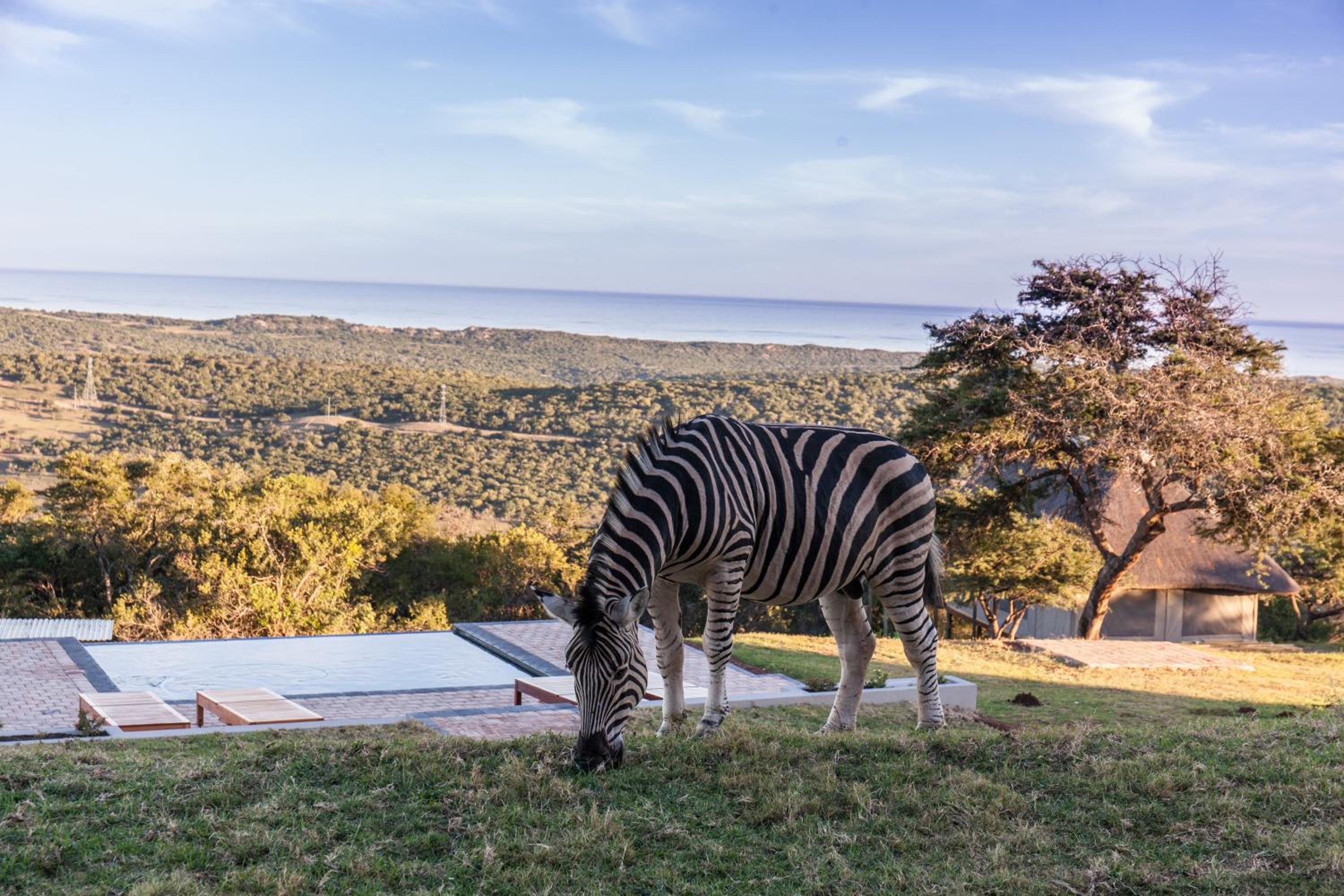 Jbay Zebra Lodge
