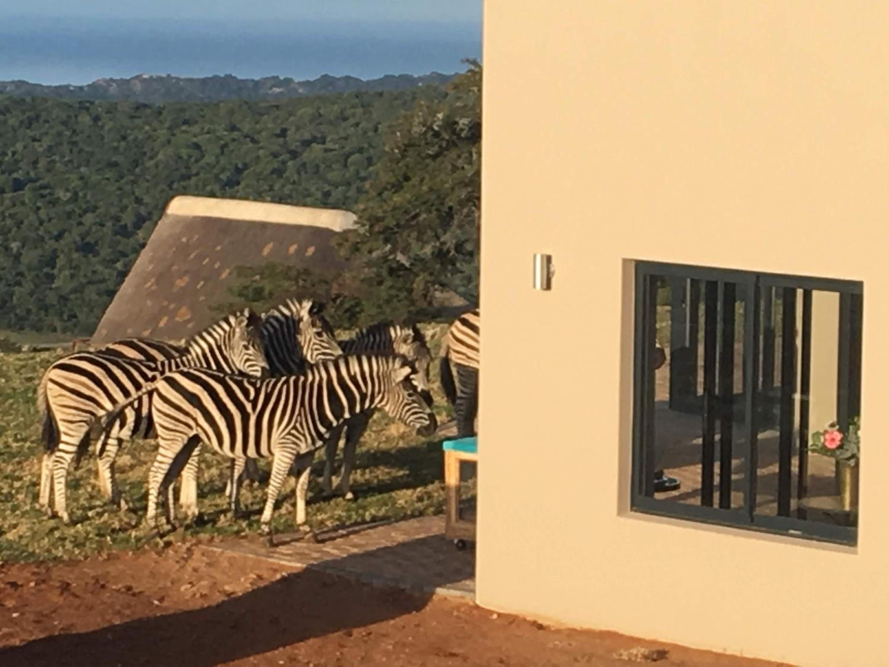 Jbay Zebra Lodge