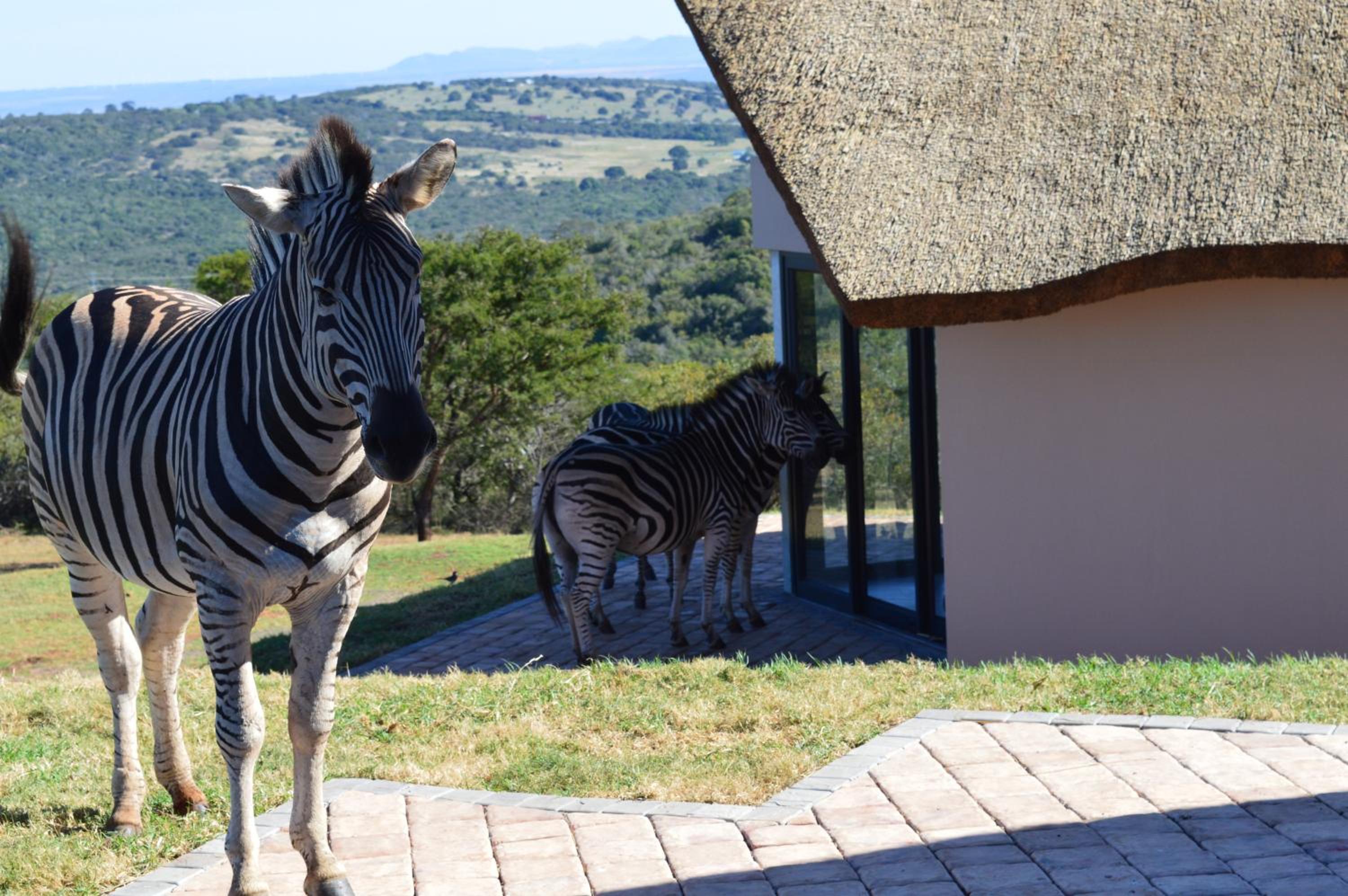 Jbay Zebra Lodge