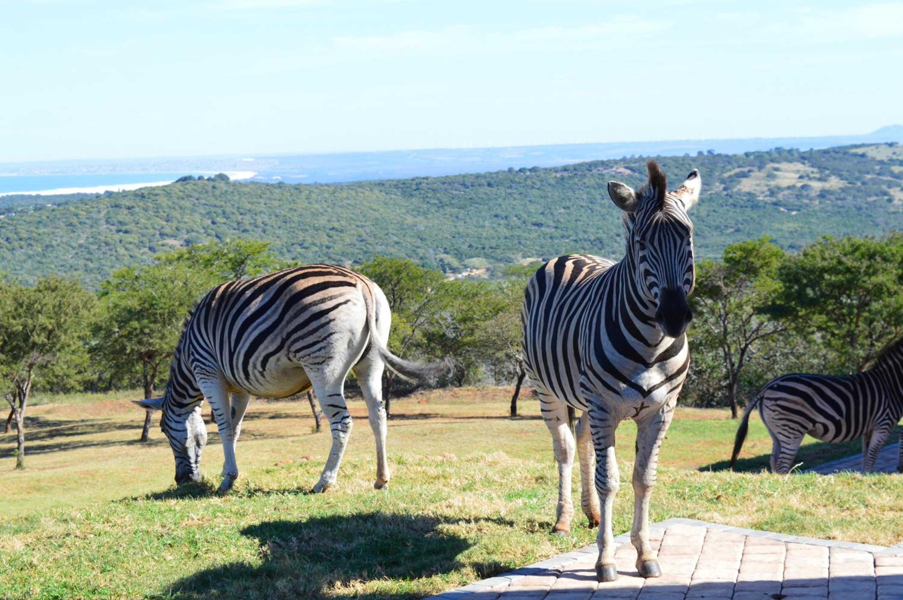 Jbay Zebra Lodge