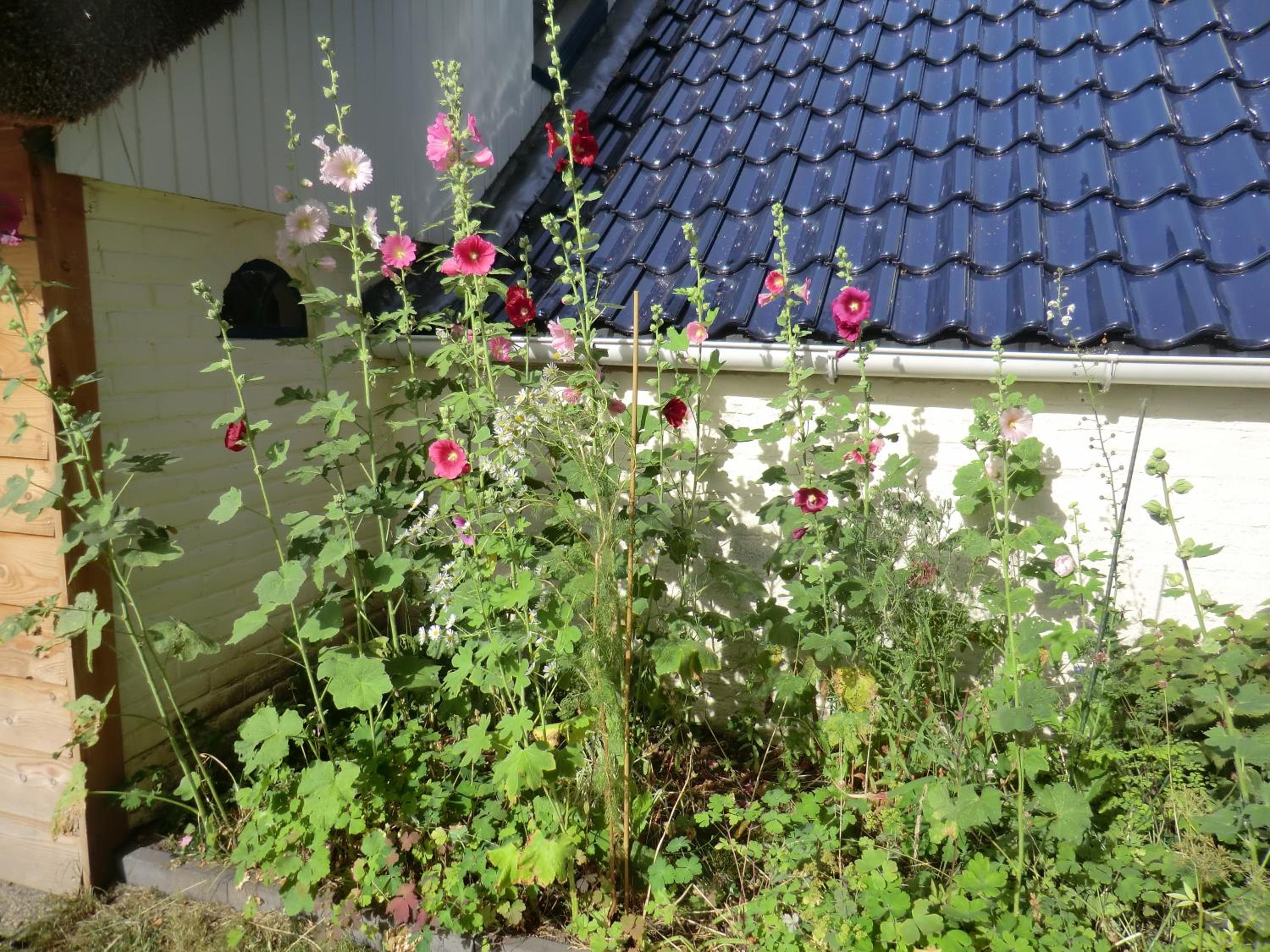Photo 46