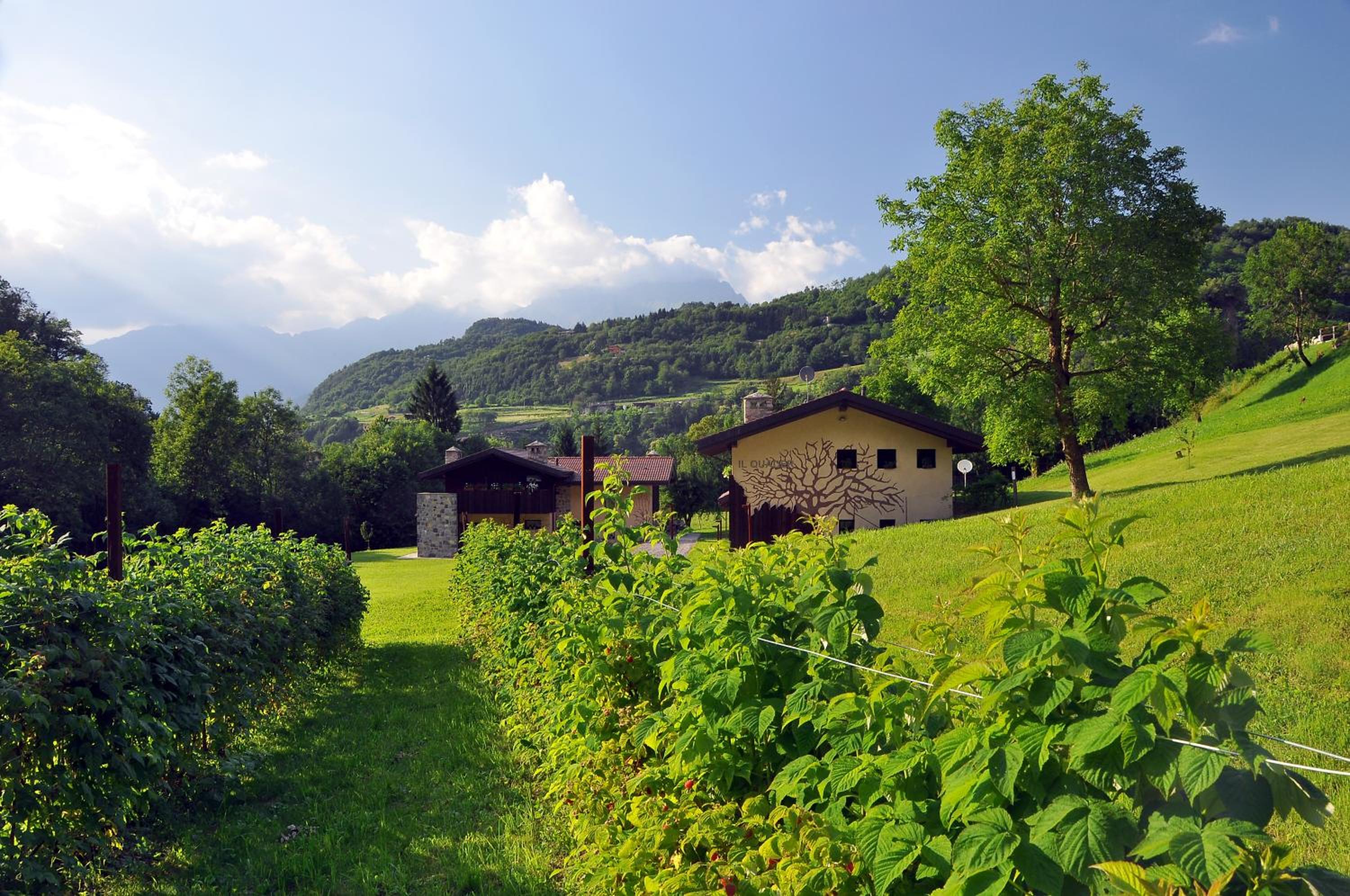 Quader nidi nel verde photo 5