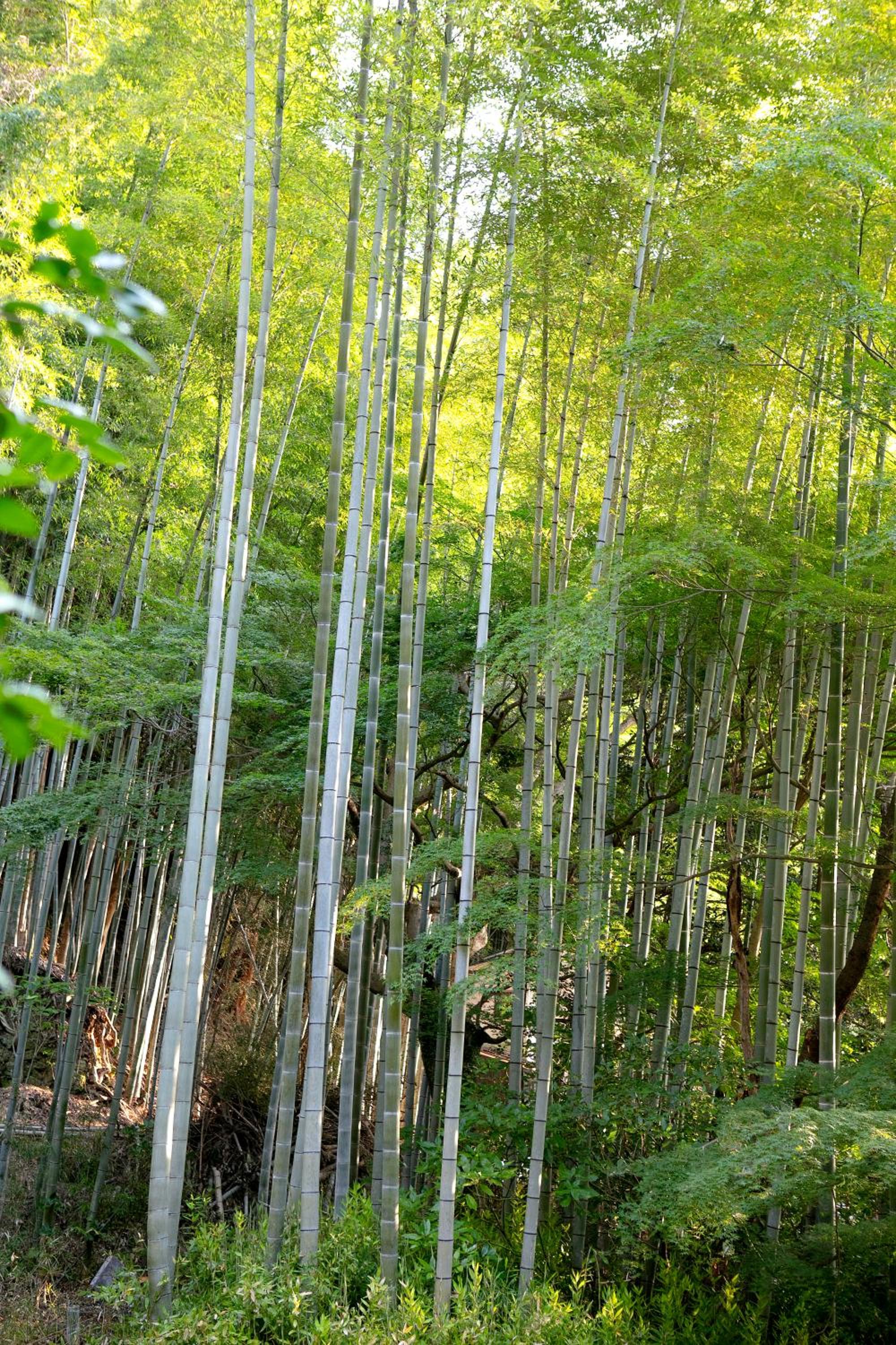 Honjin
