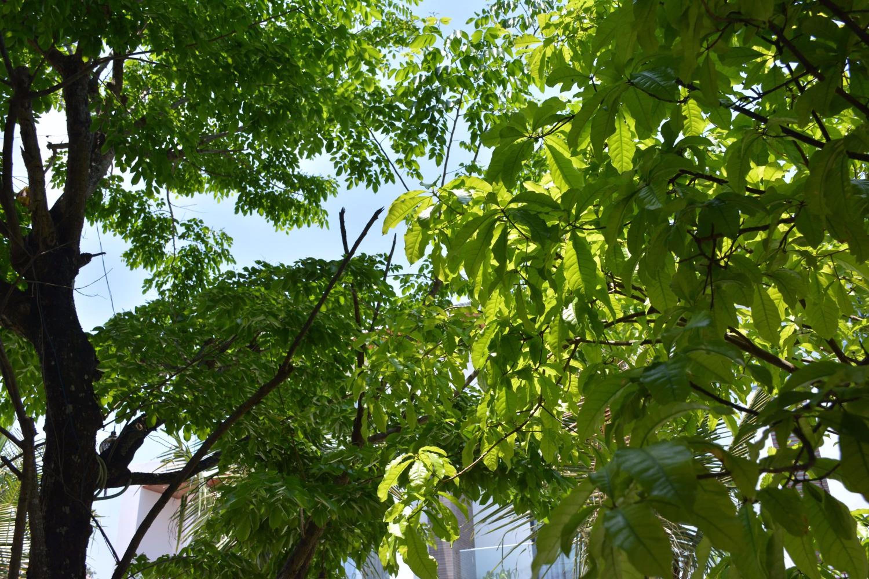 Hoi An Reverie Villas