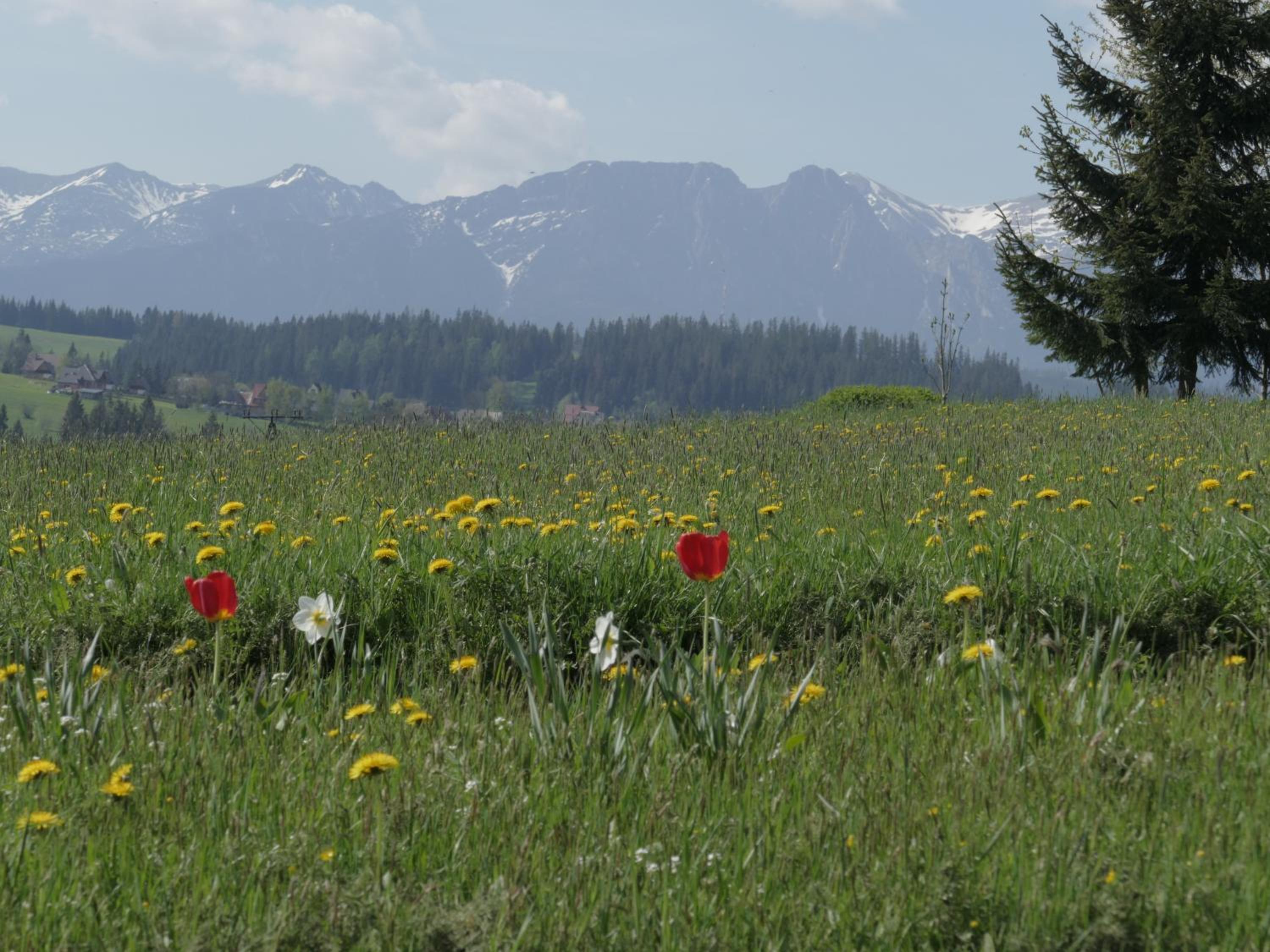 Dom z widokiem na Tatry view 5