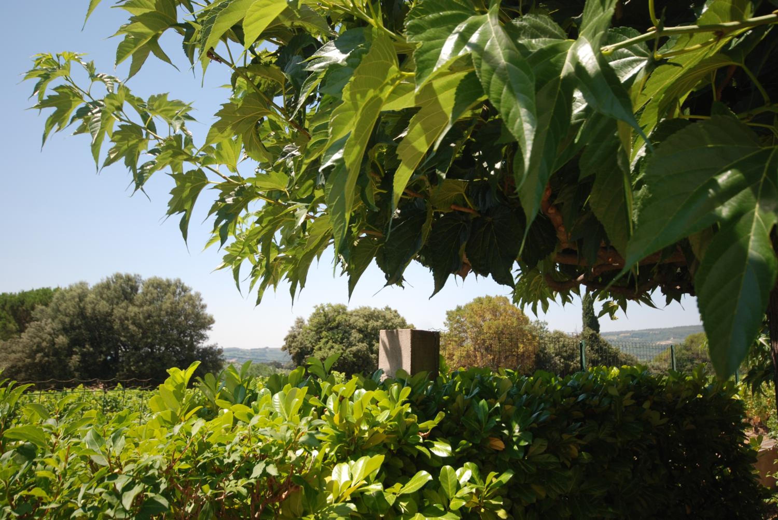 Le Grand Barsan view 3