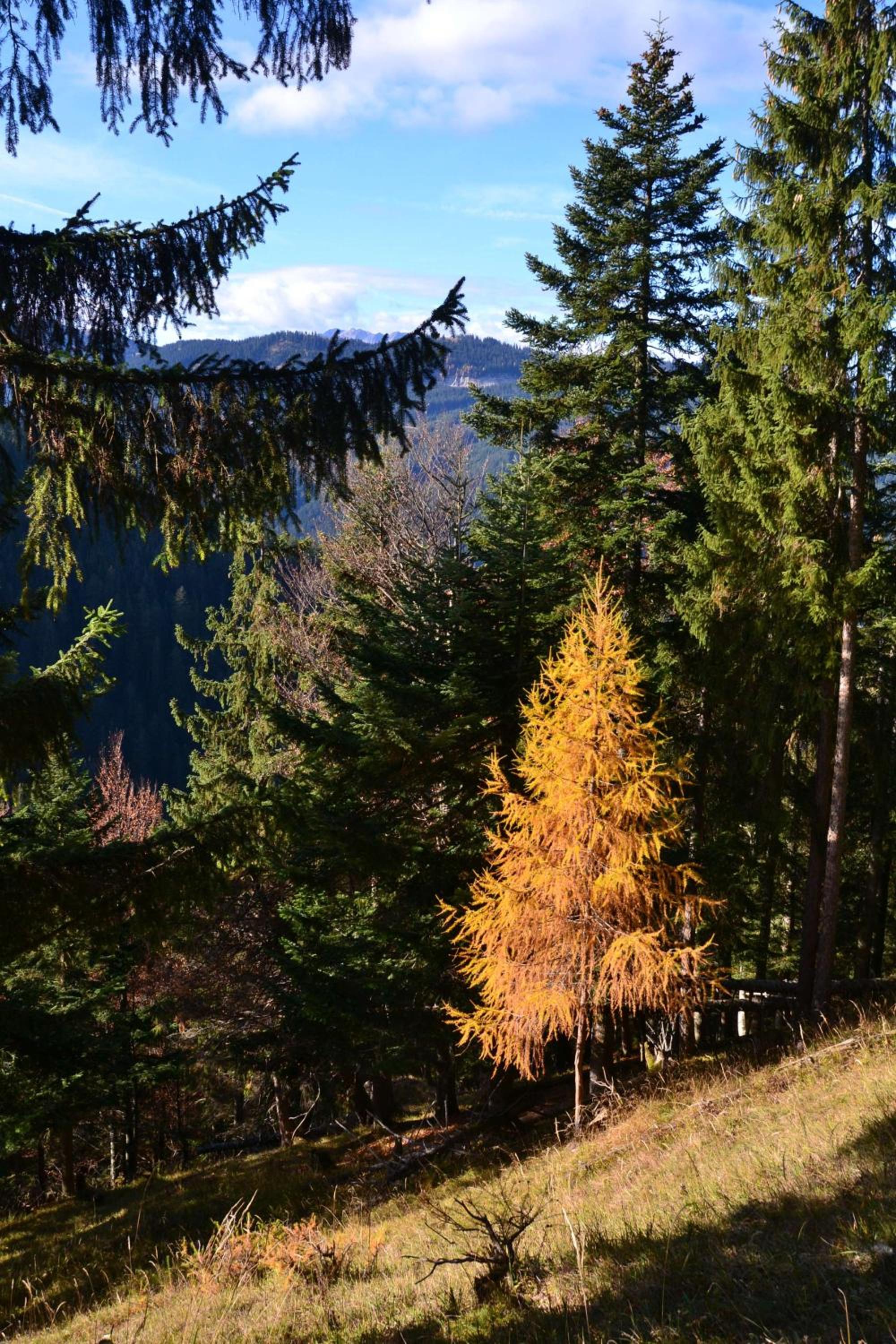 Pension Edelweiss Top21