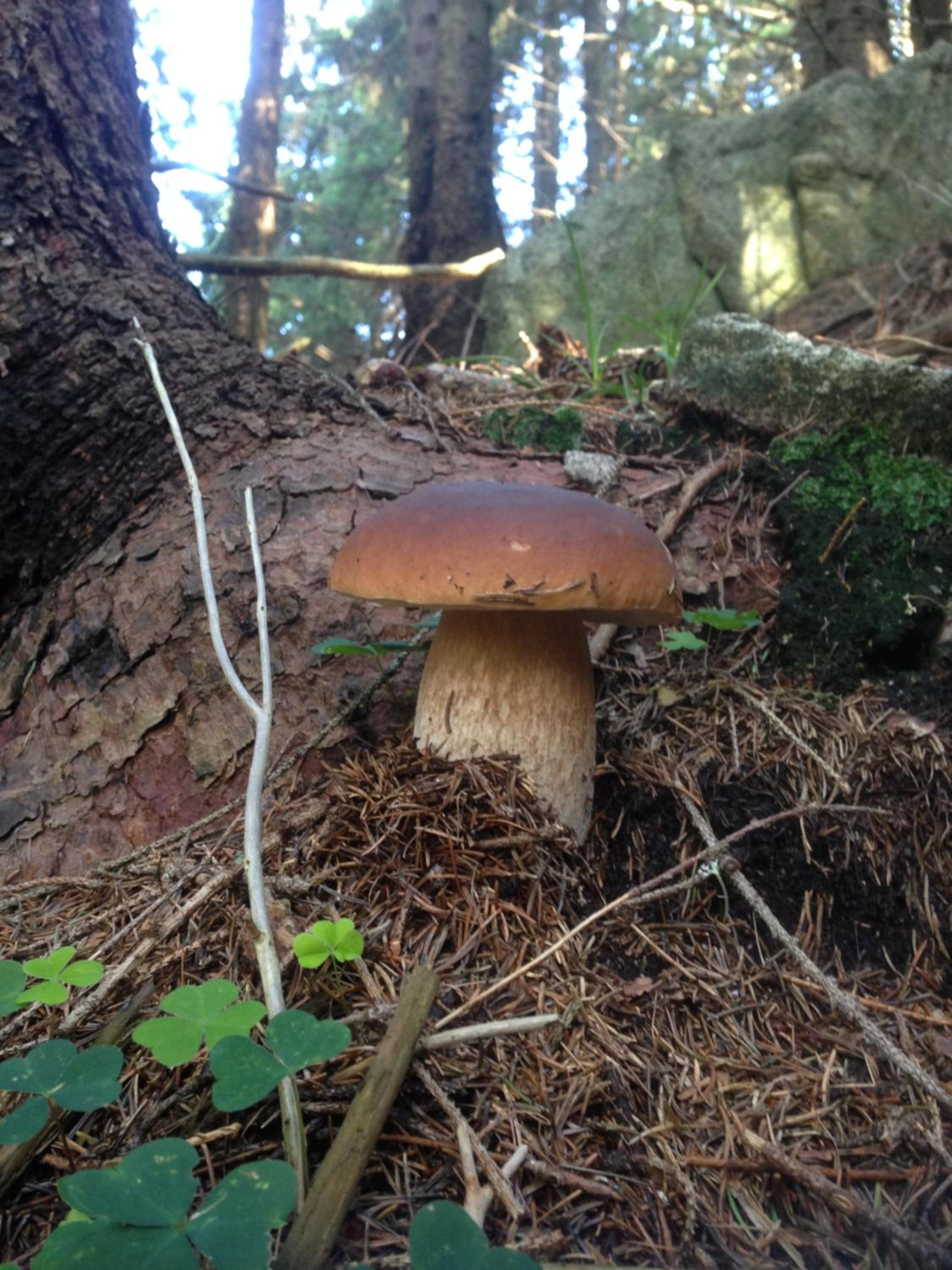 Photo 44