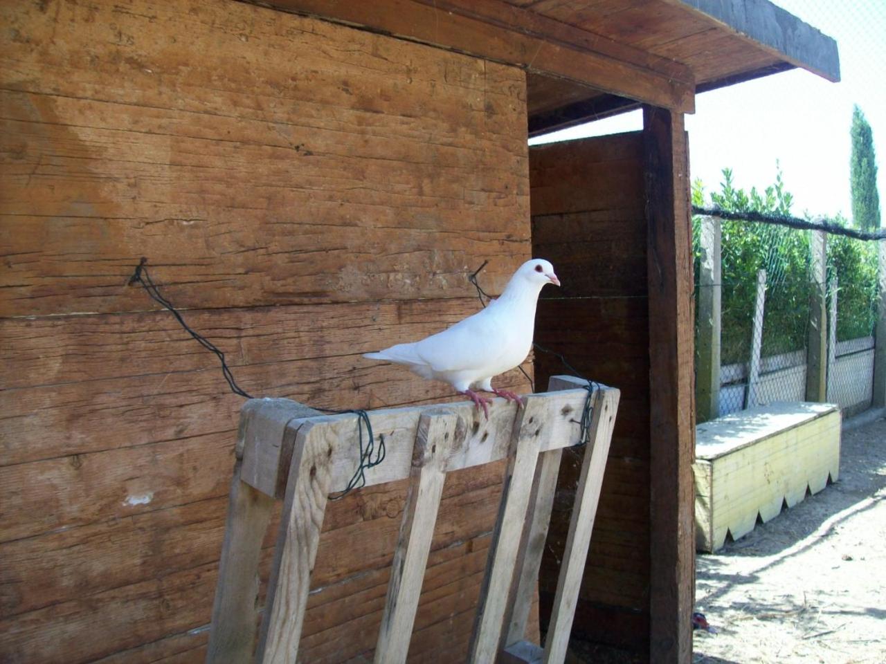 Il Vivaio view 4