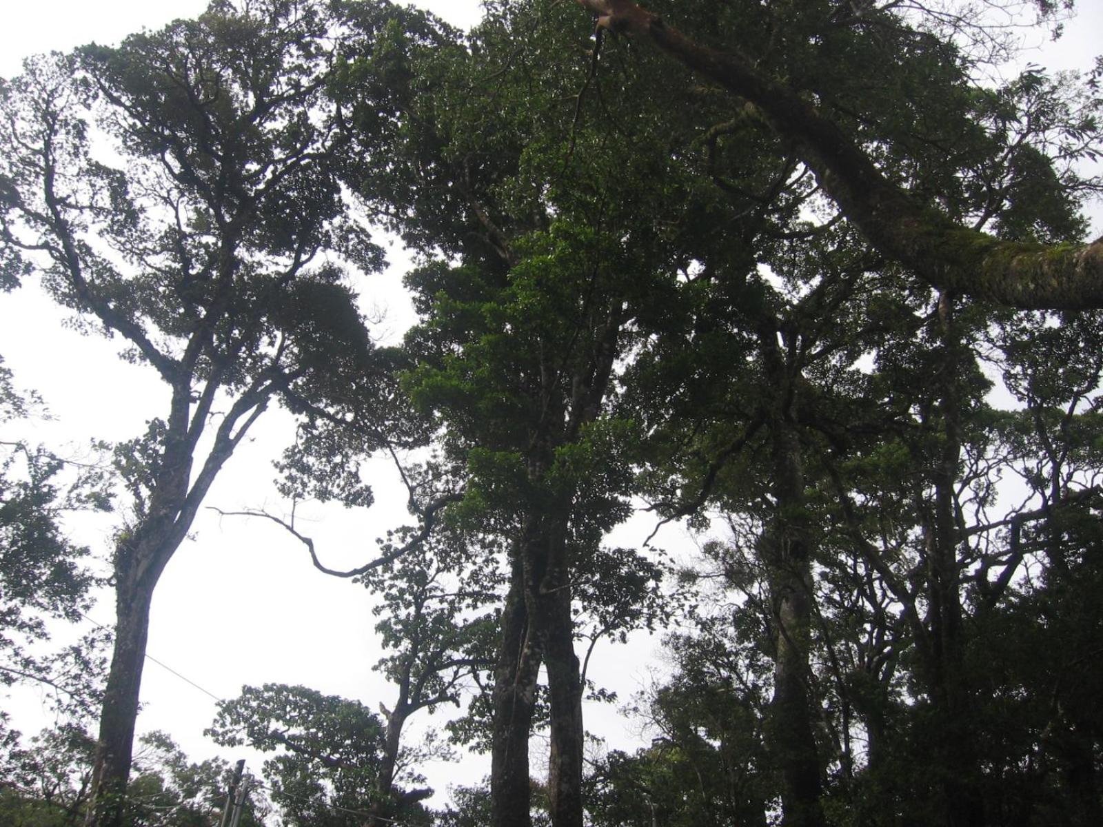 Monteverde Romantic Cabañas 5minutes mtv park
