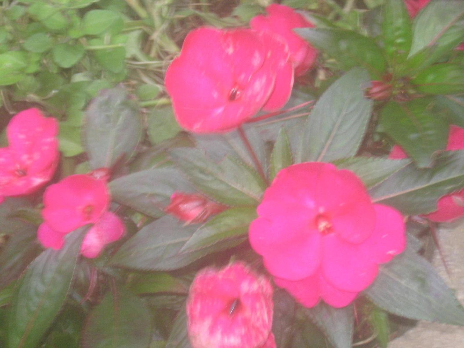 Monteverde Romantic Cabañas 5minutes mtv park