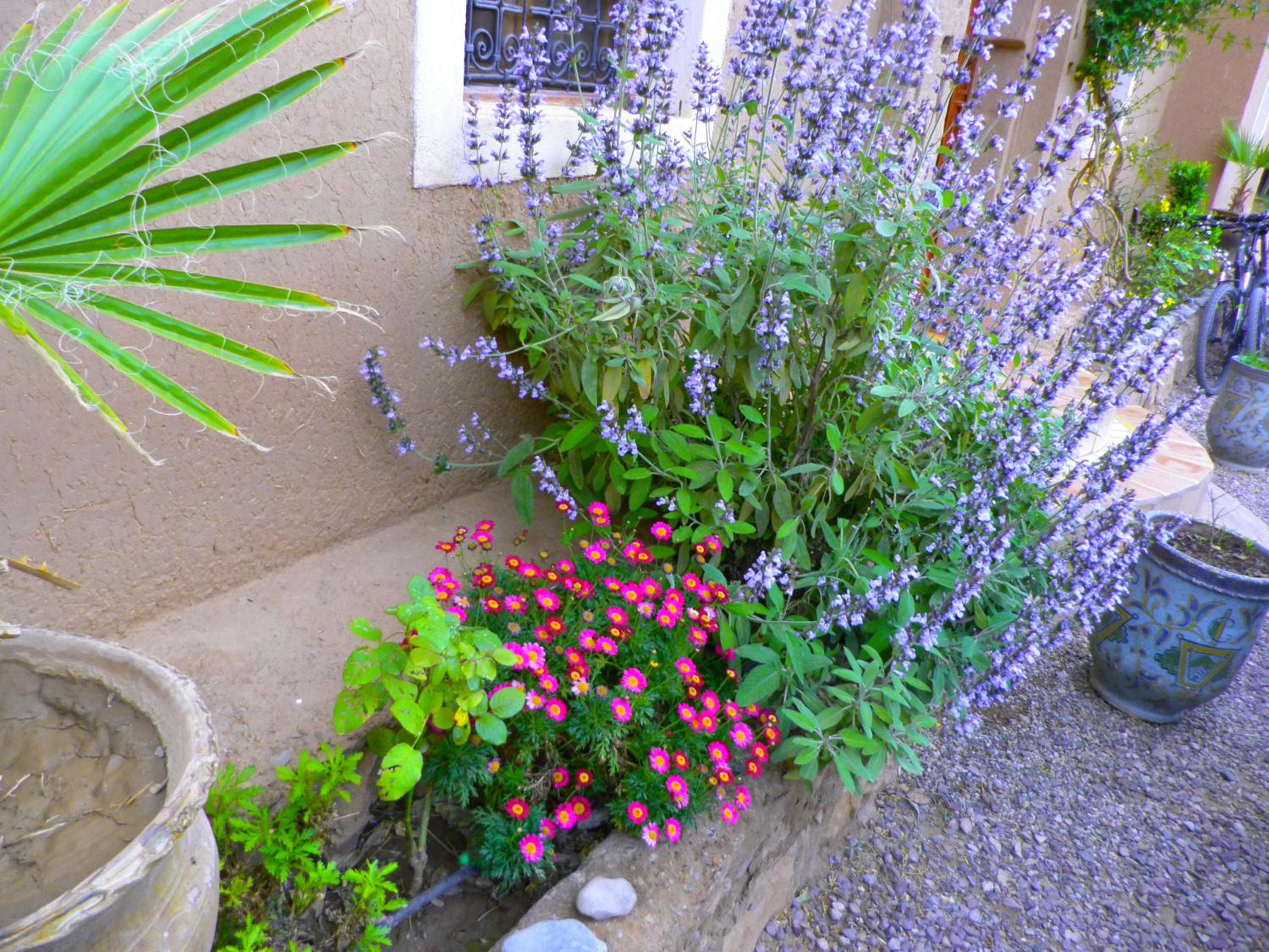 Auberge La Fibule Du Dades