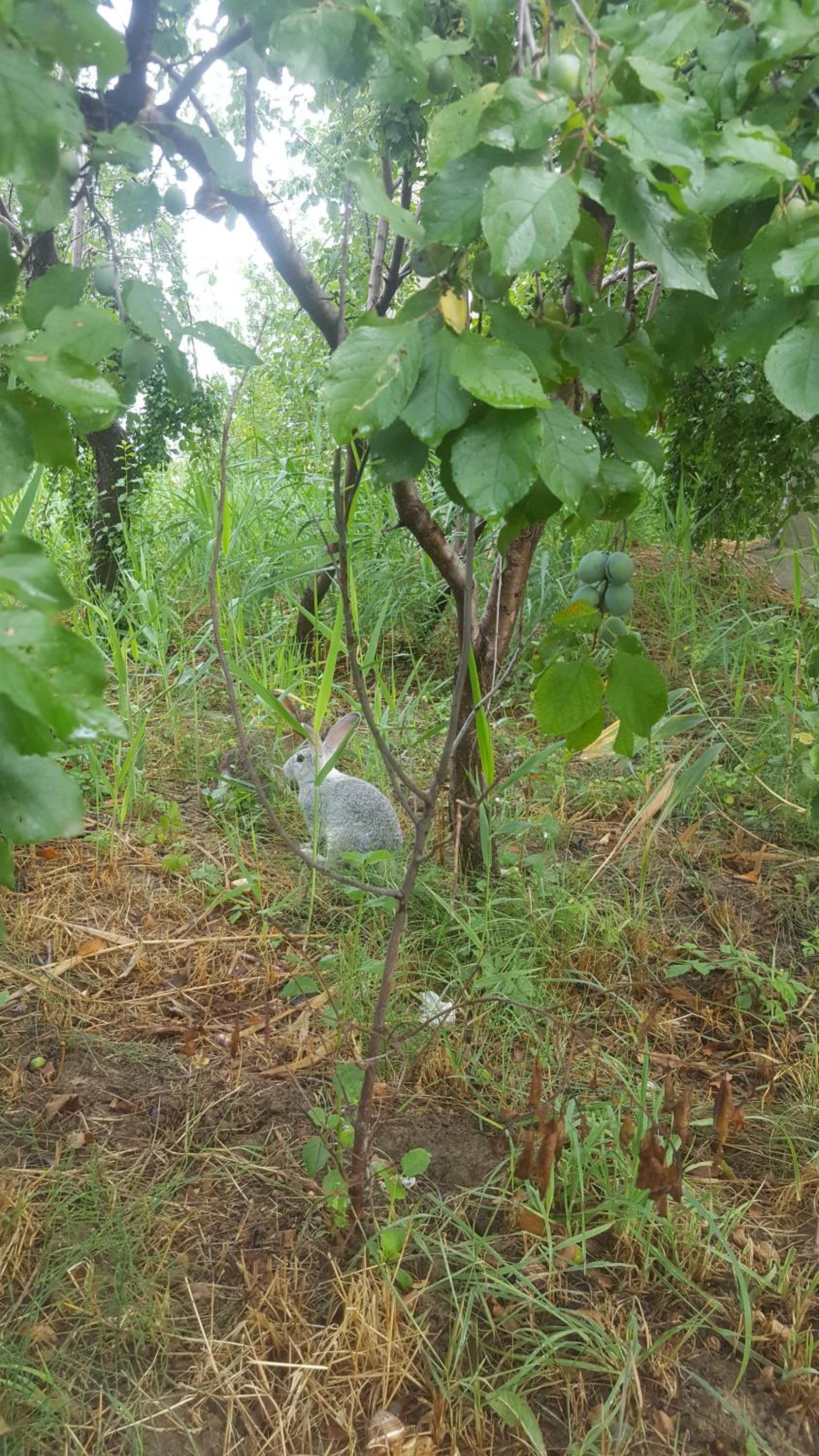 Photo 34