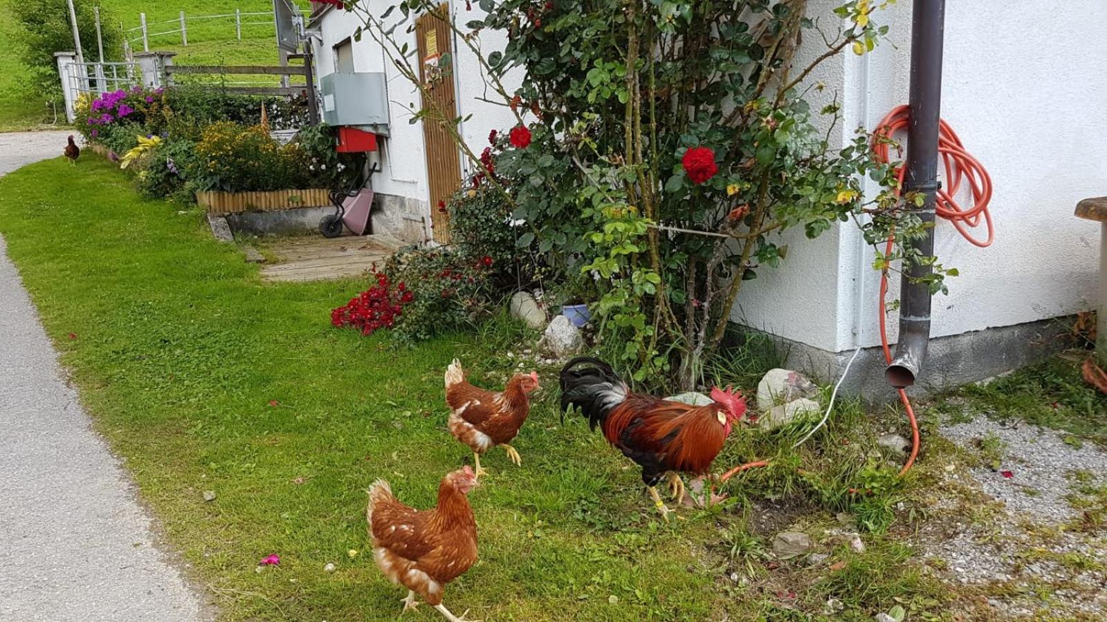 Baby- und Kinderbauernhof Montaning view 3