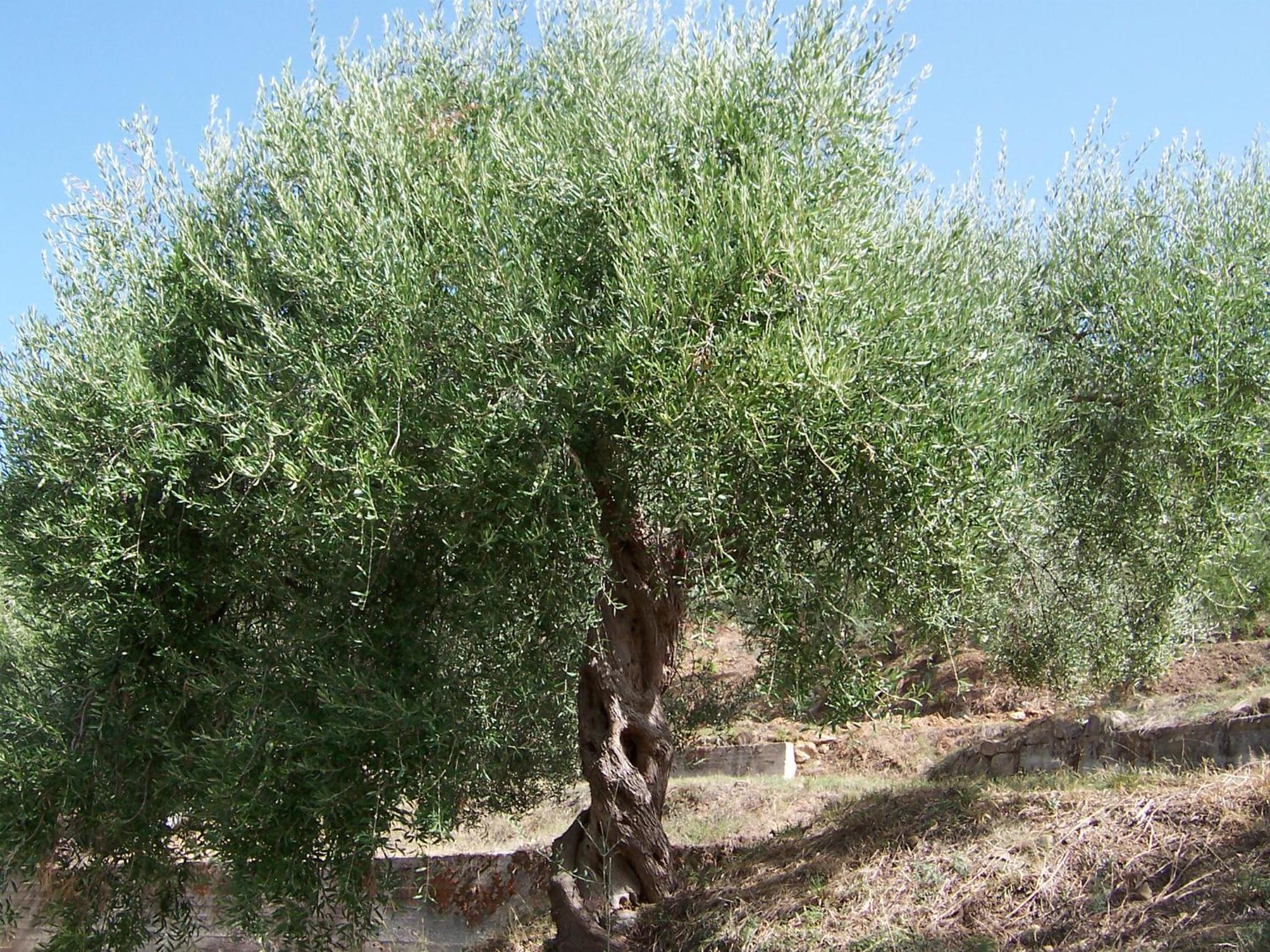 Agriturismo Don Cesarino