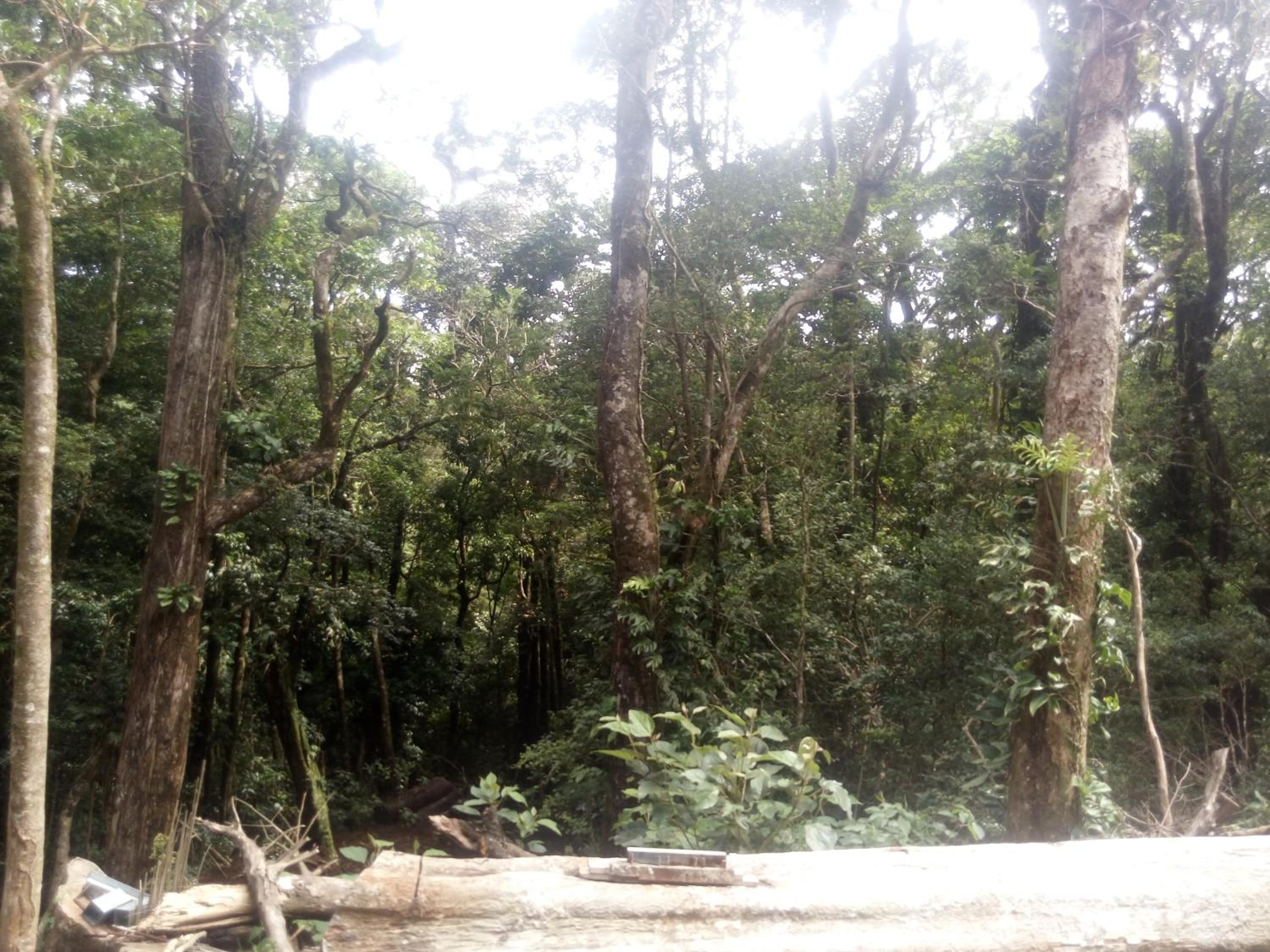 Monteverde Romantic Cabañas 5minutes mtv park