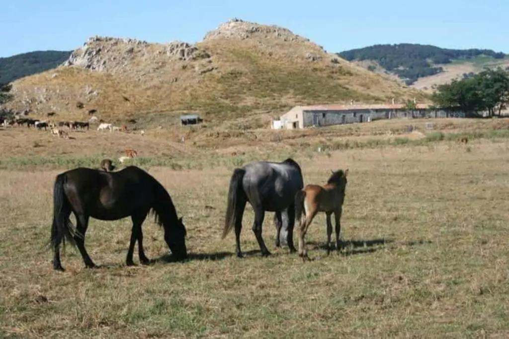Agriturismo Don Cesarino