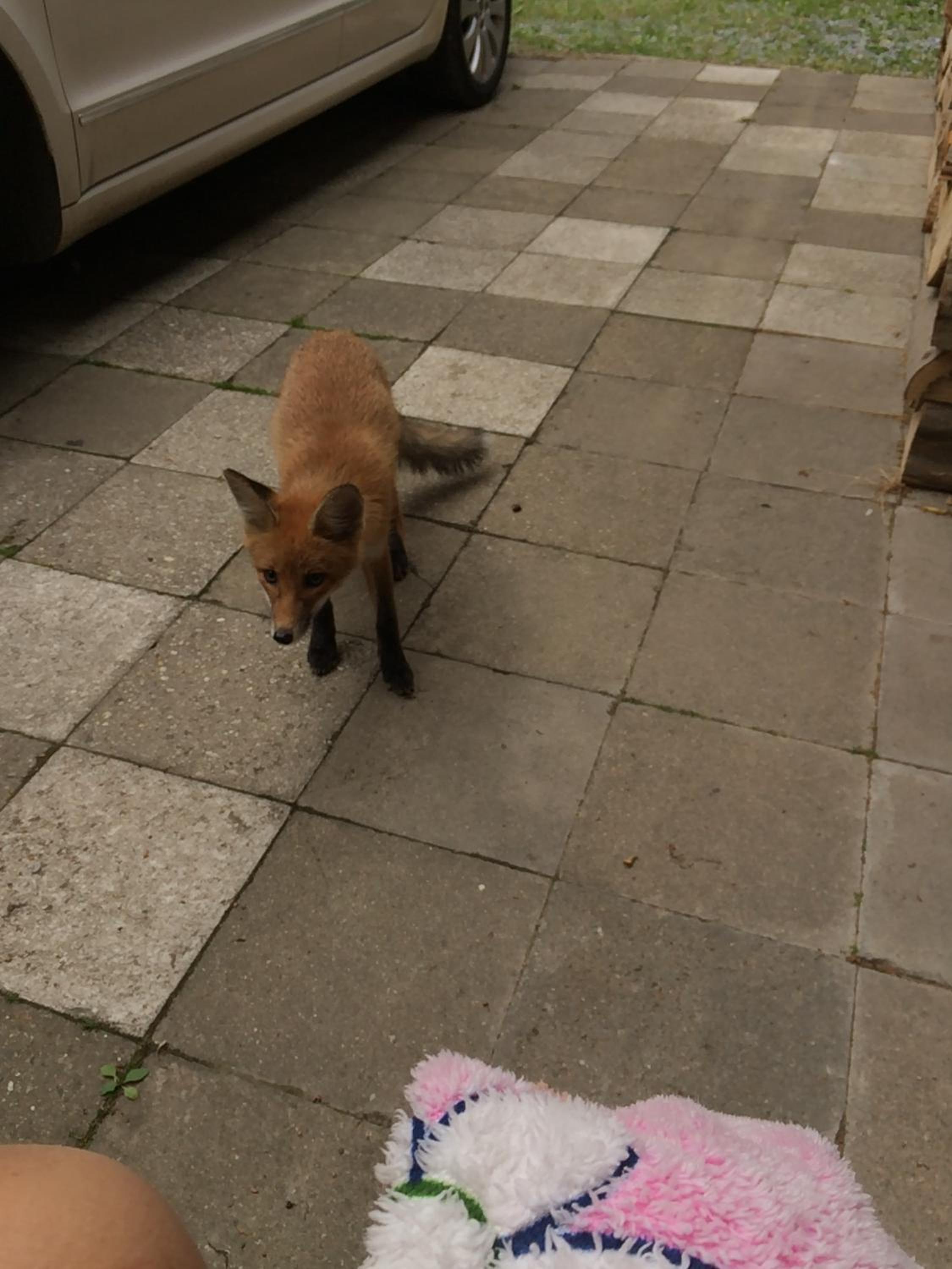 Photo 38