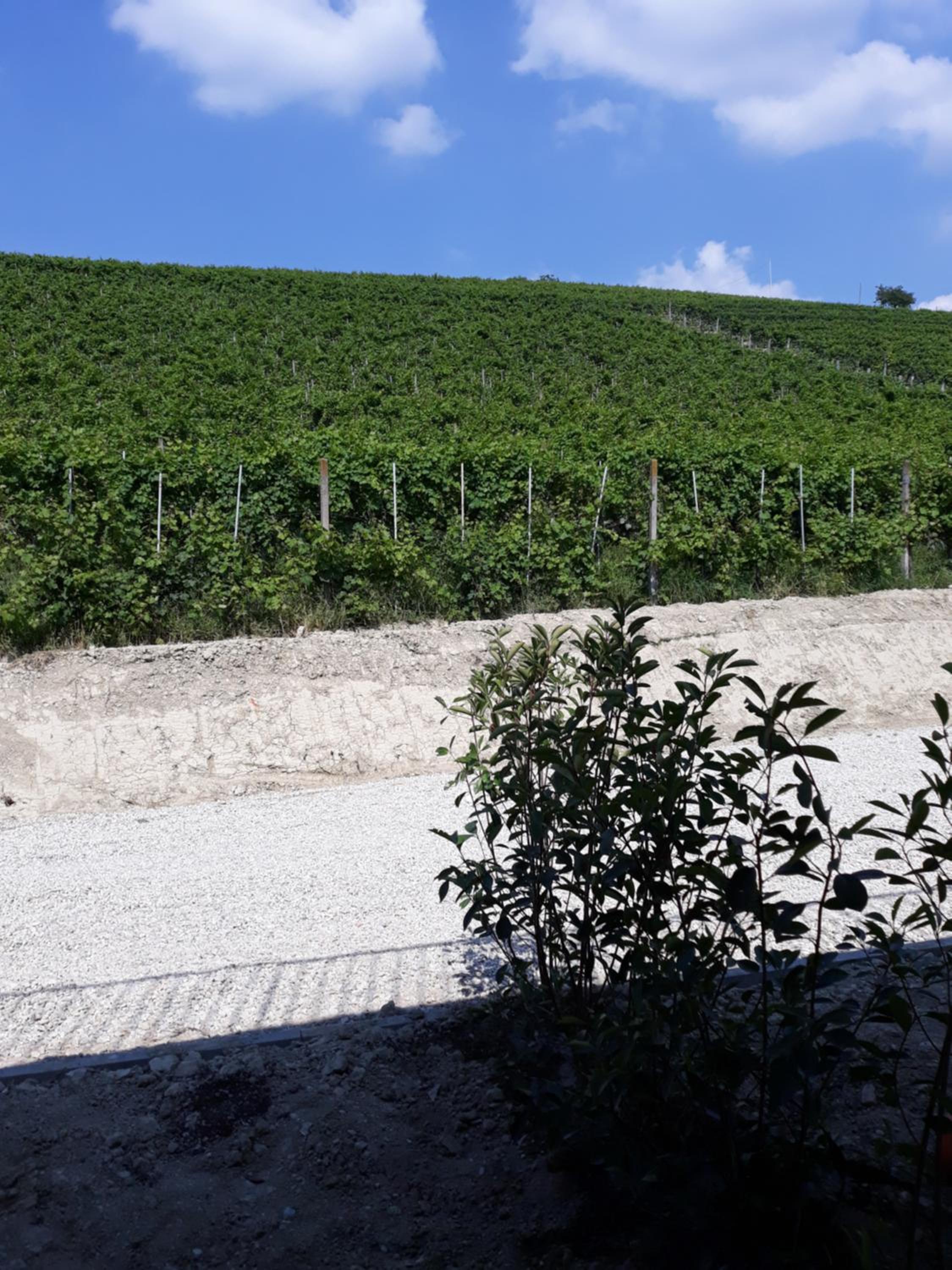 Vitae di Langa