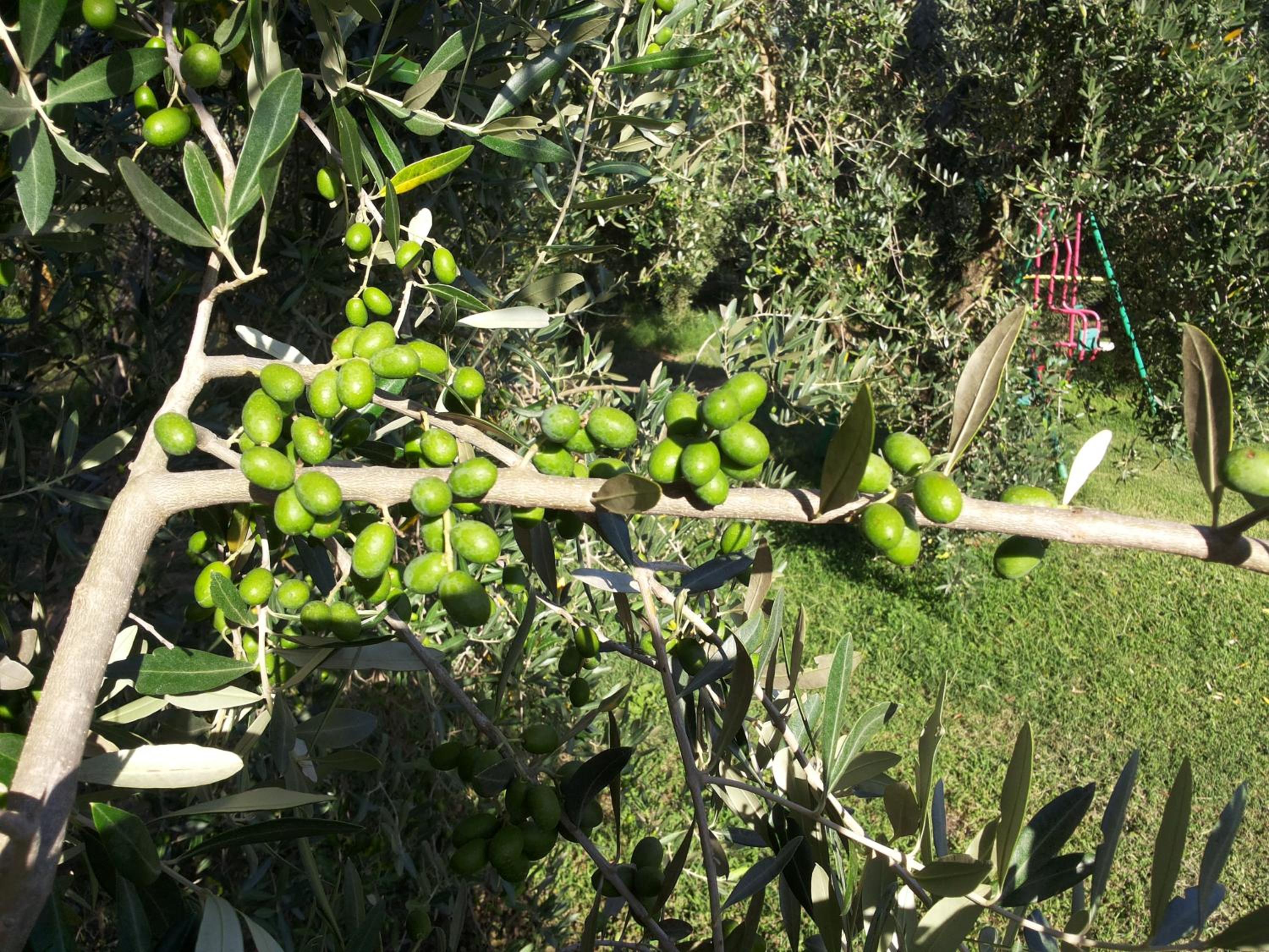 Agriturismo Casale Bonaparte