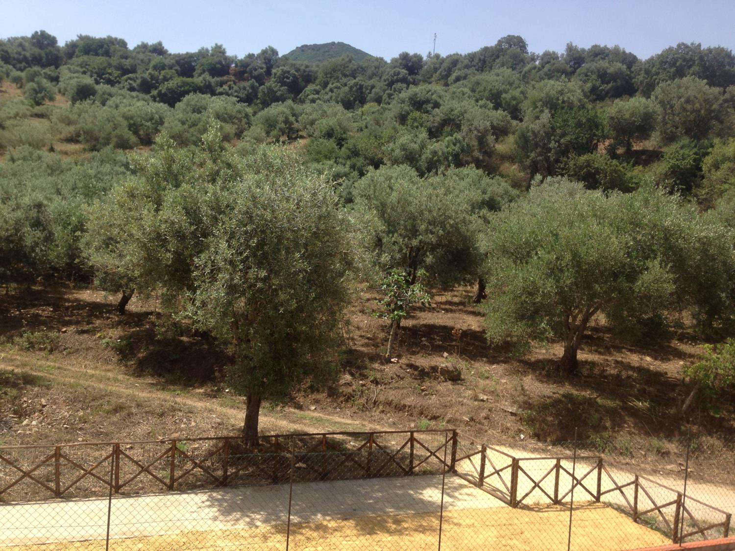 Photo 41