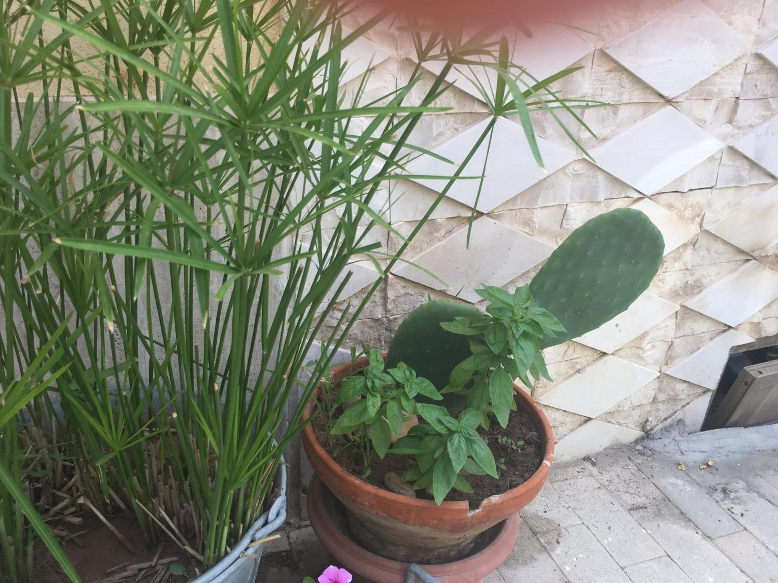 Casa Vacanze Le Rose view 4