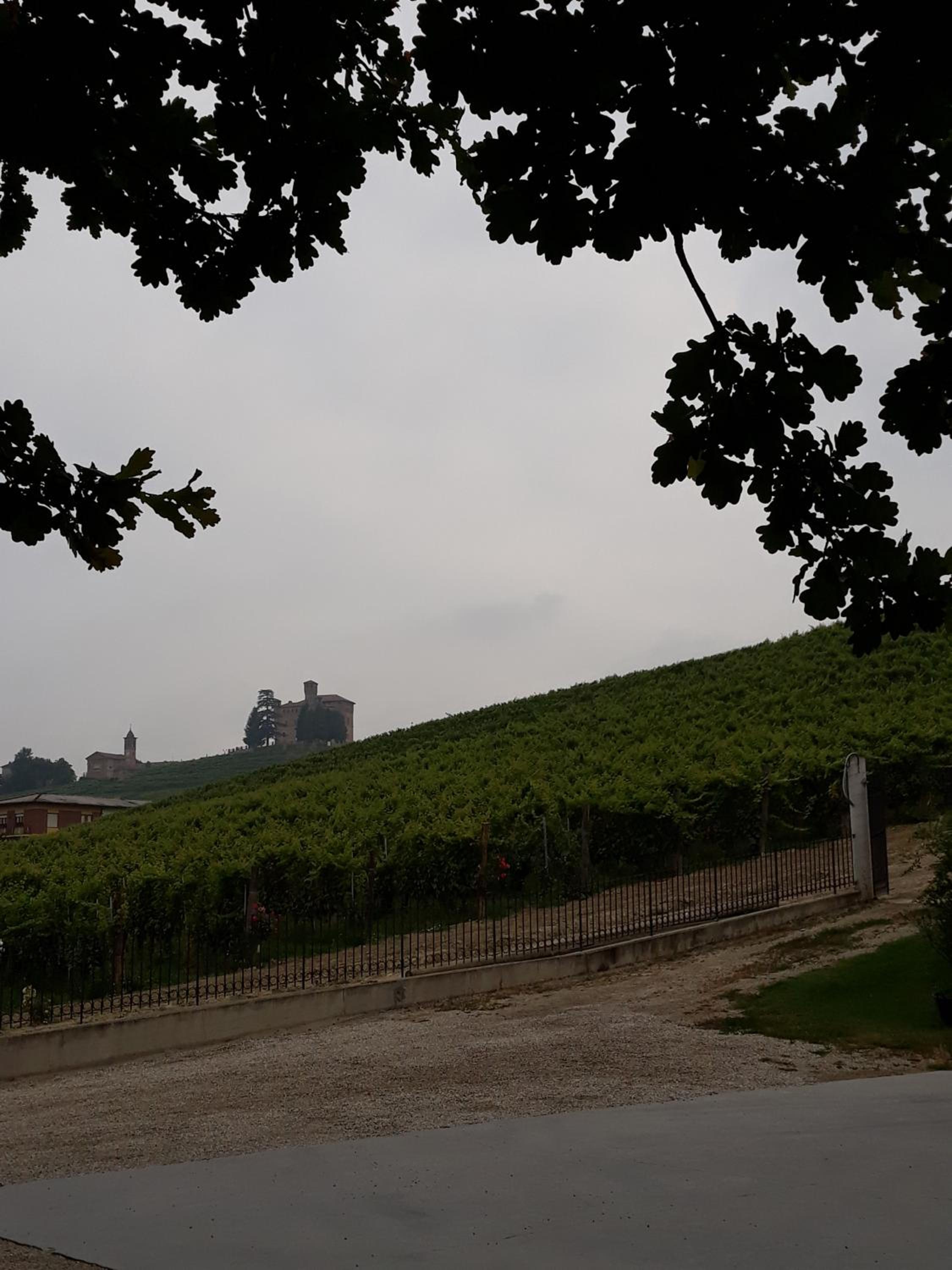 Vitae di Langa