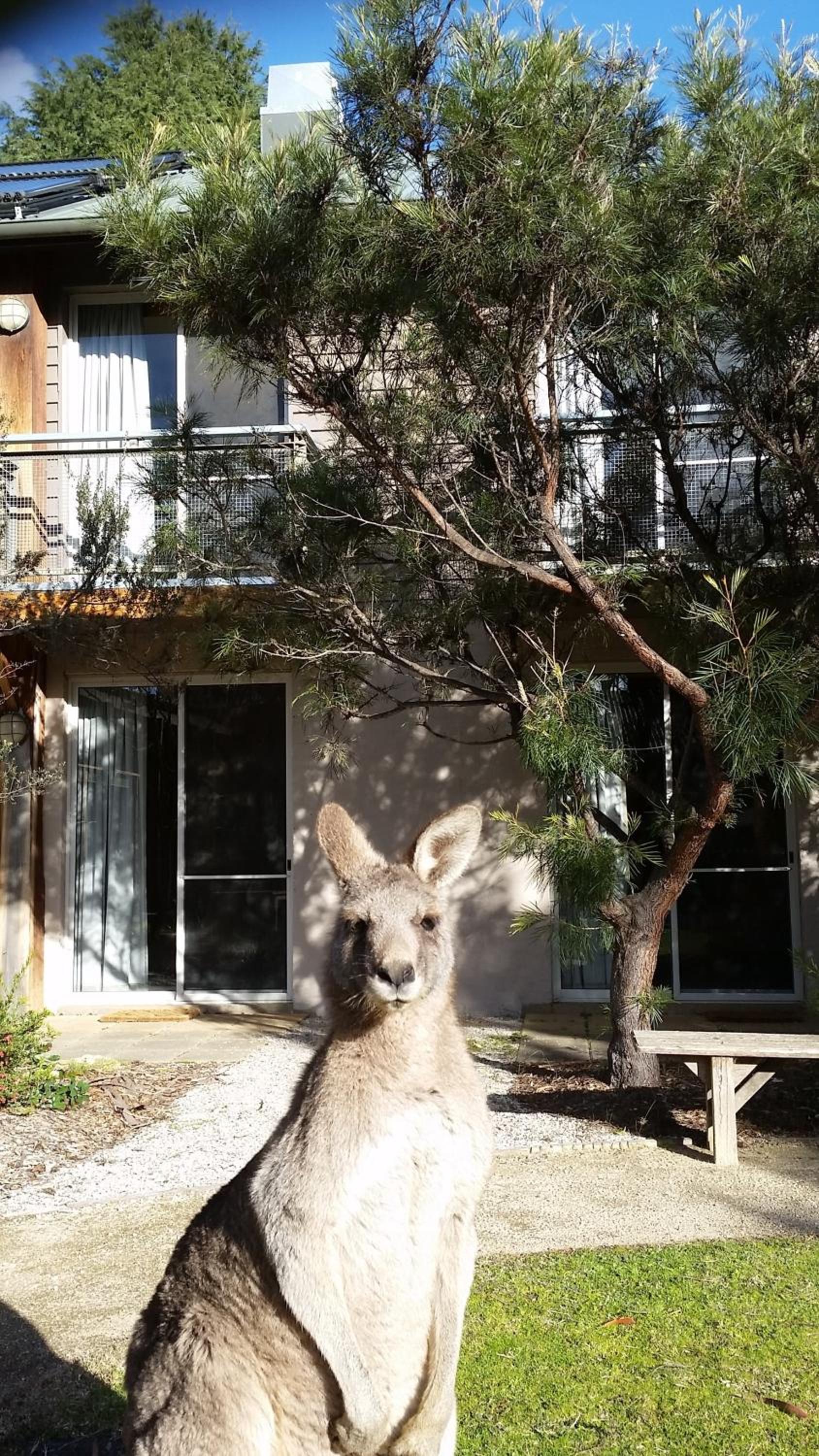 YHA Grampians Eco, Halls Gap