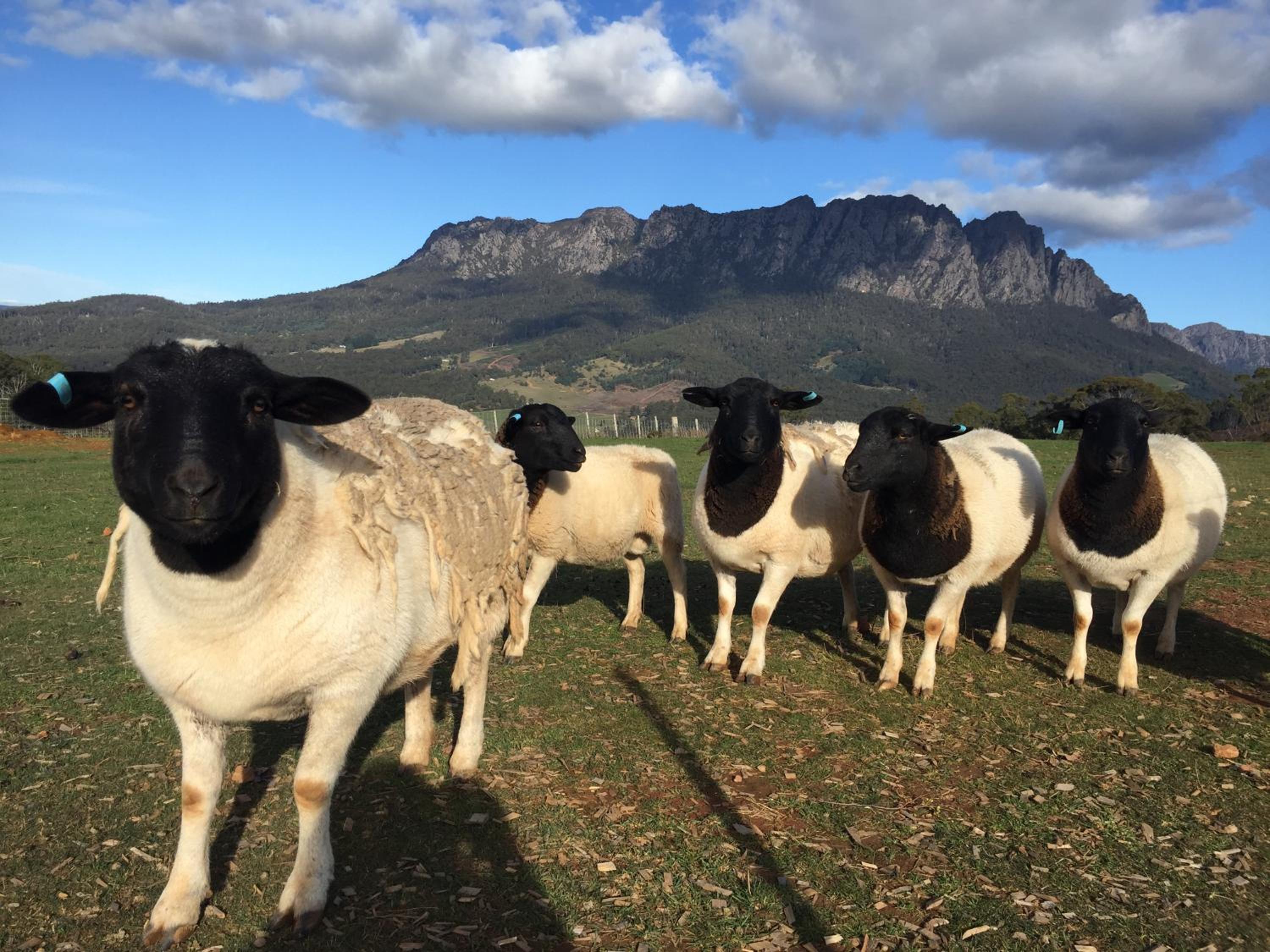 Manna Hill Farm