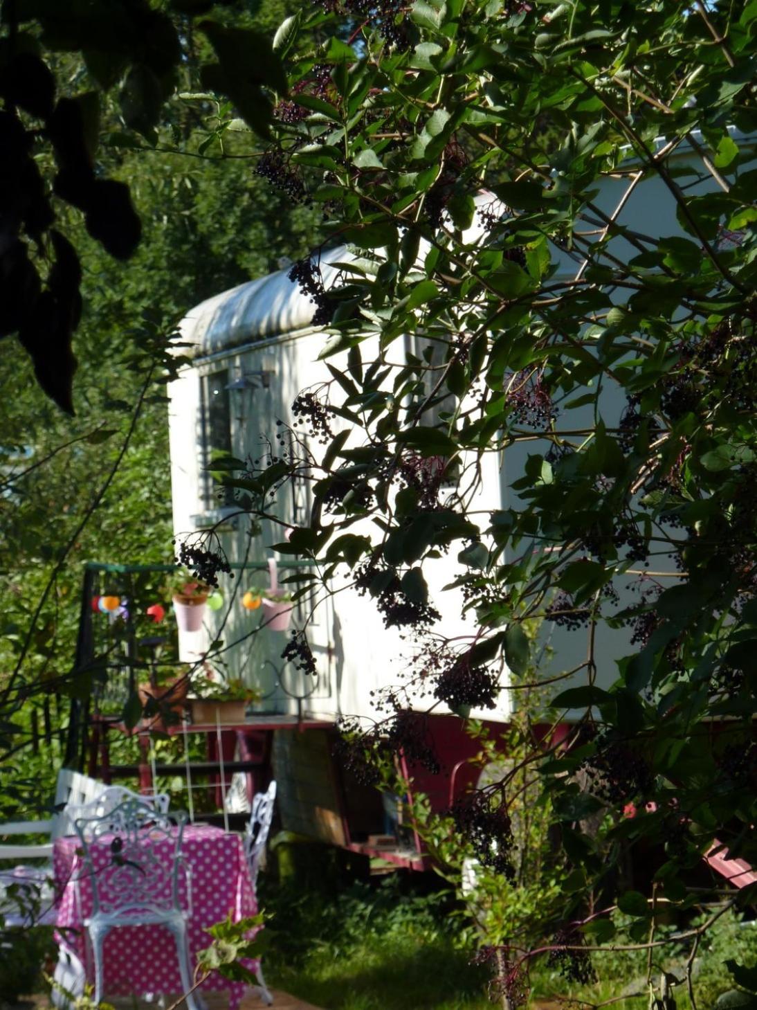 Alte Kate mit Bau-& Zirkuswagen im Gartenidyll in Putbus OT Kasnevitz