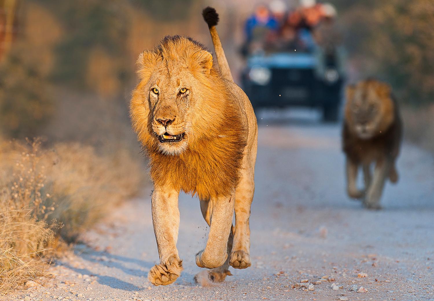 Pondoro Game Lodge — photo 33