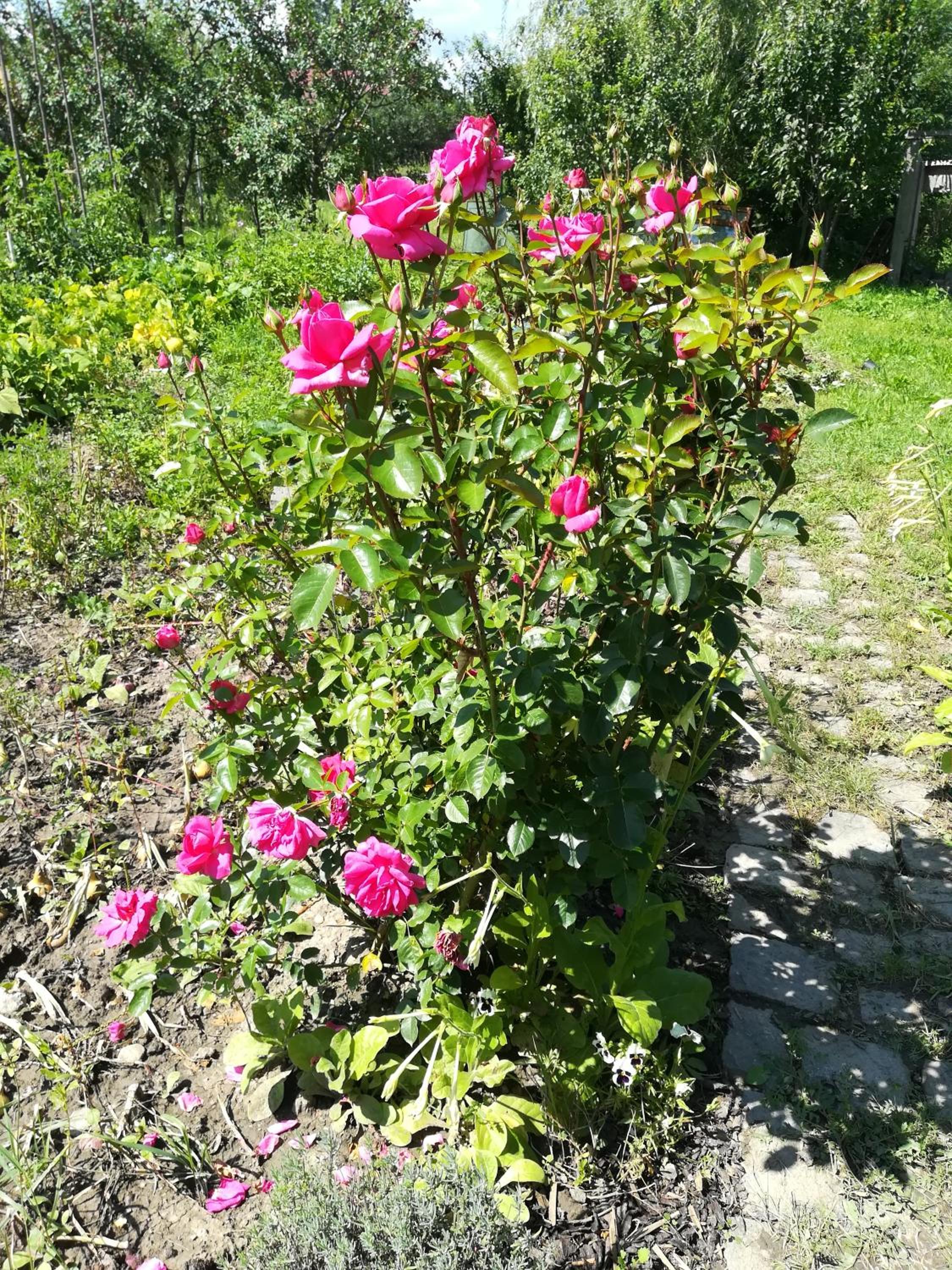 Photo 36
