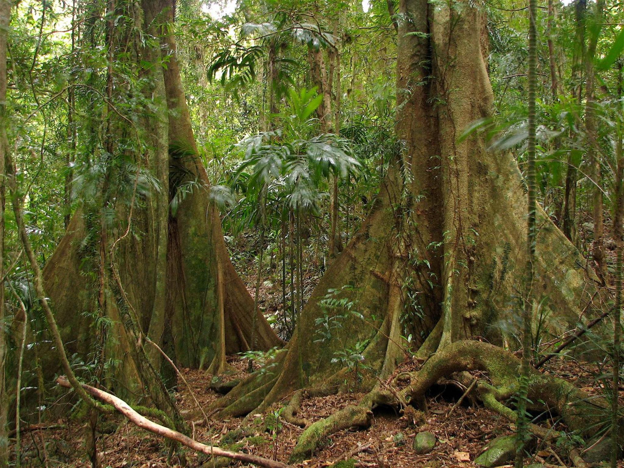 Springbrook Lyrebird Retreat