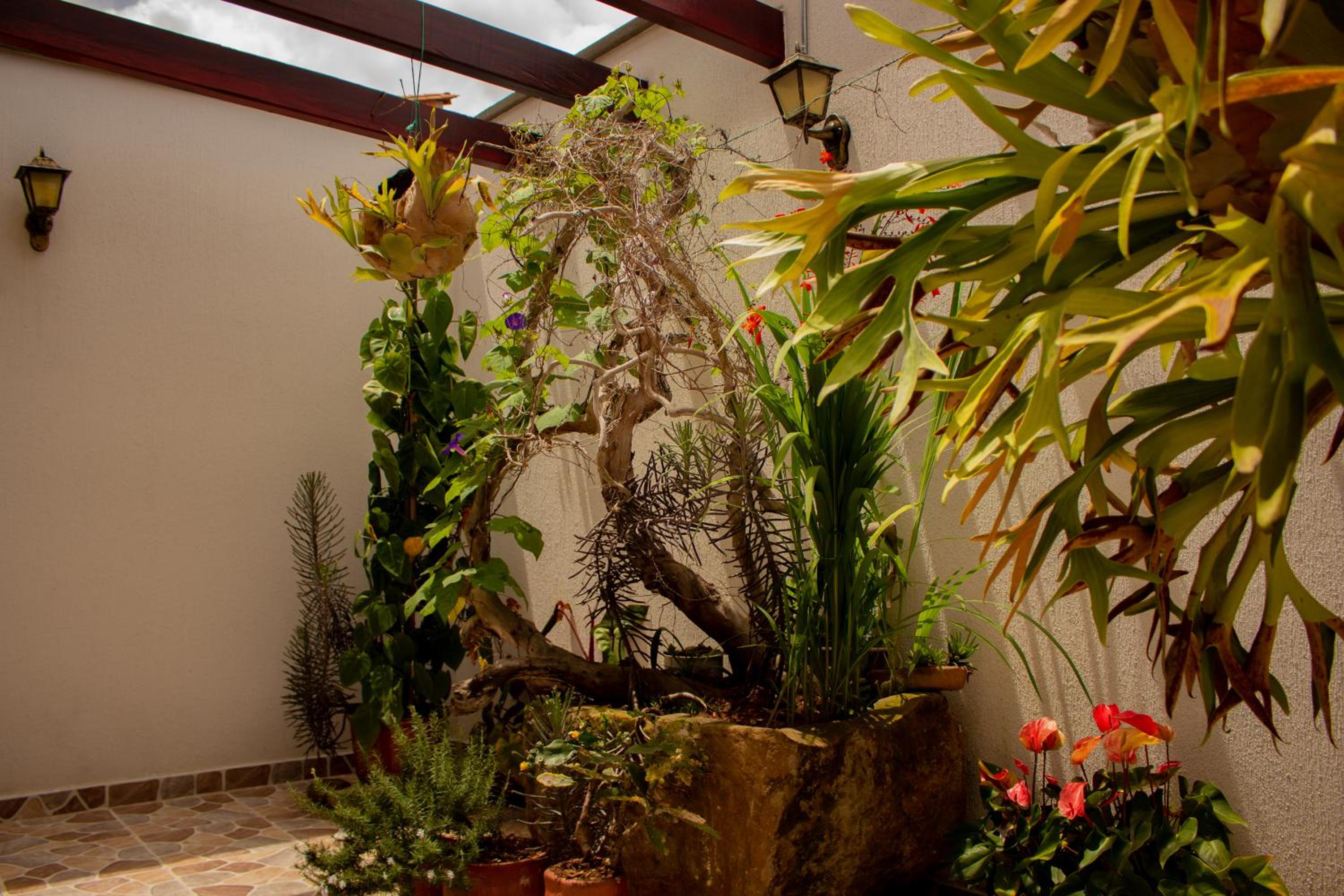 garden