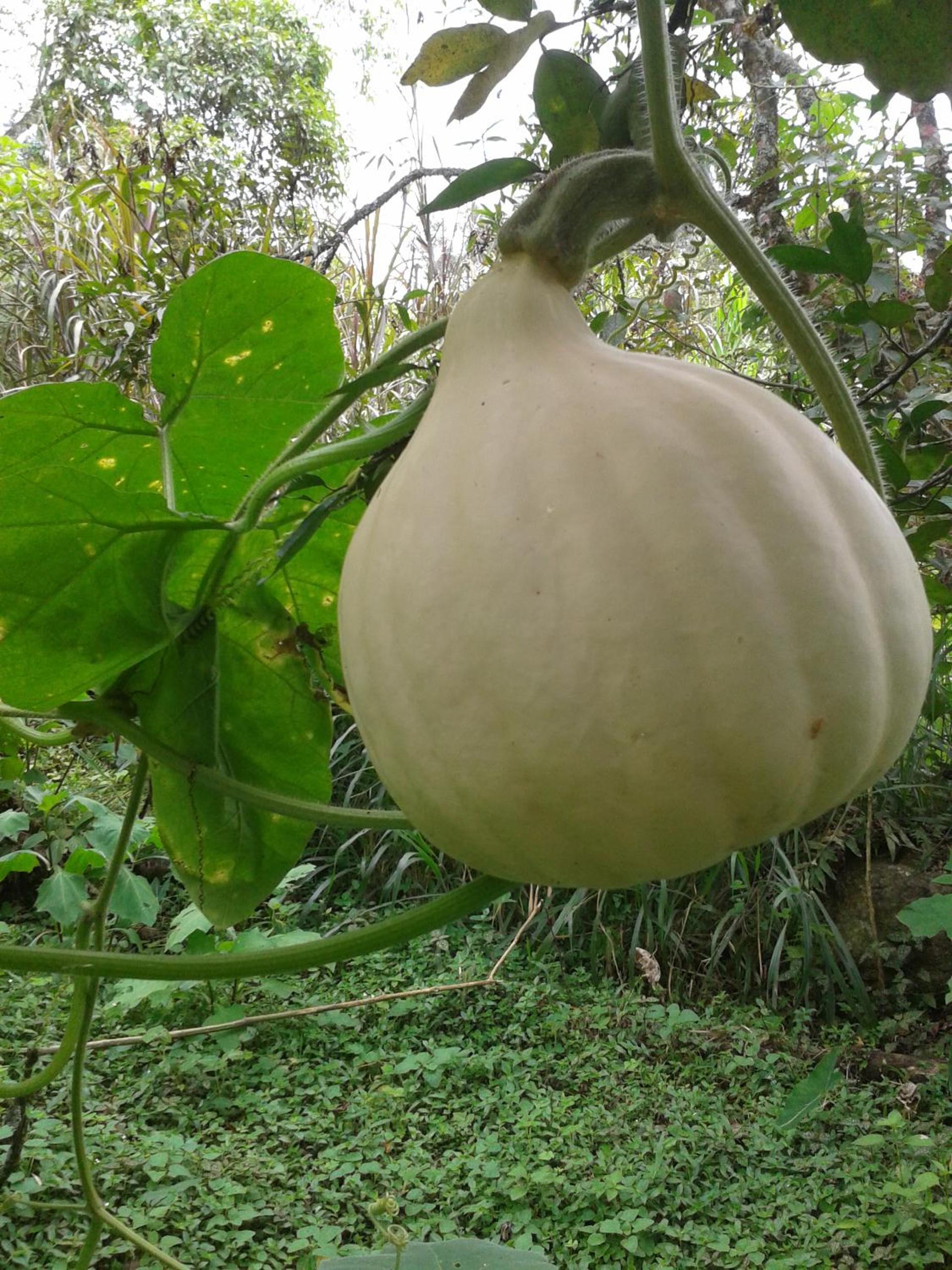 Finca Agualinda