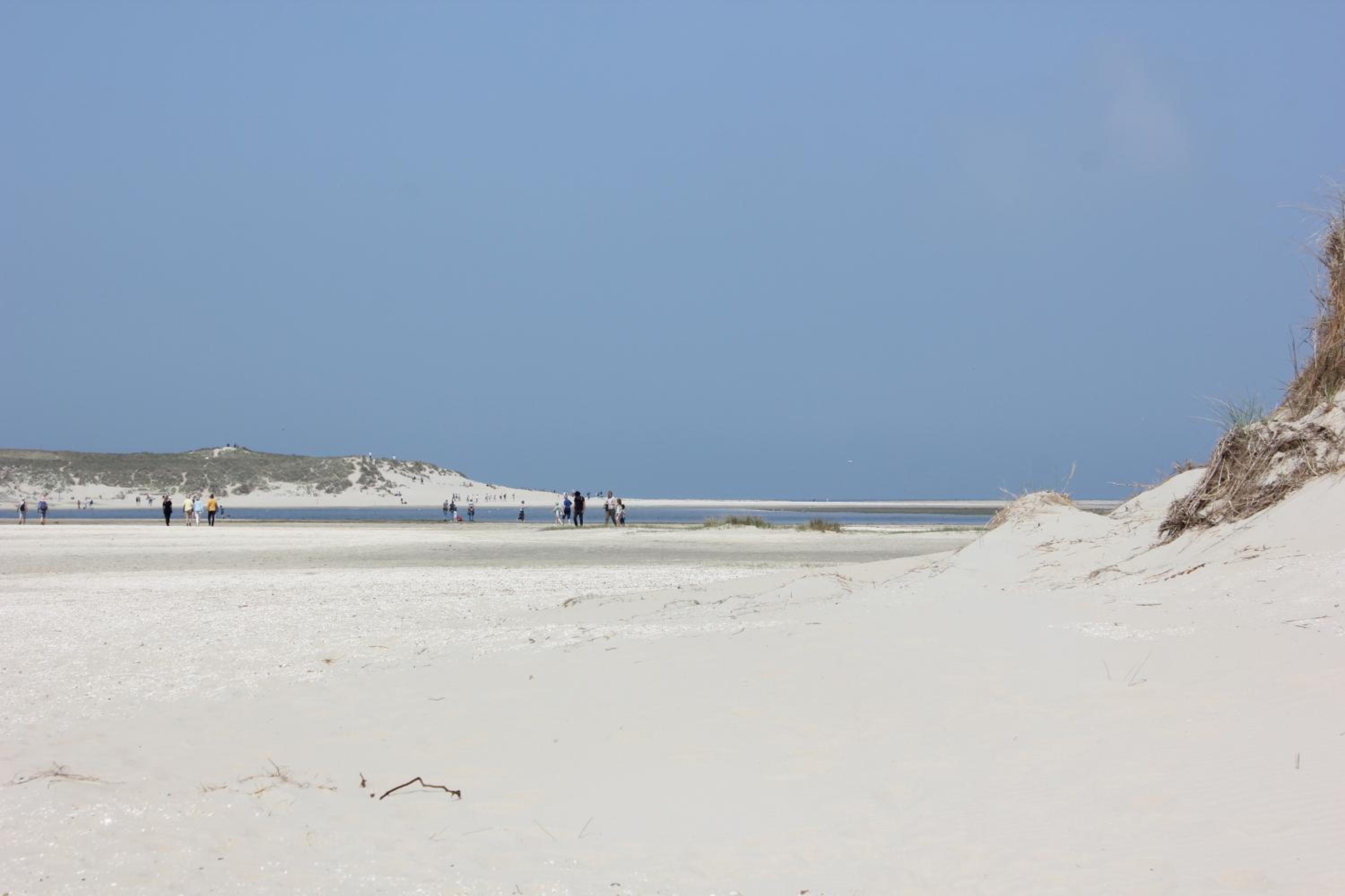 Bluesheep-texel