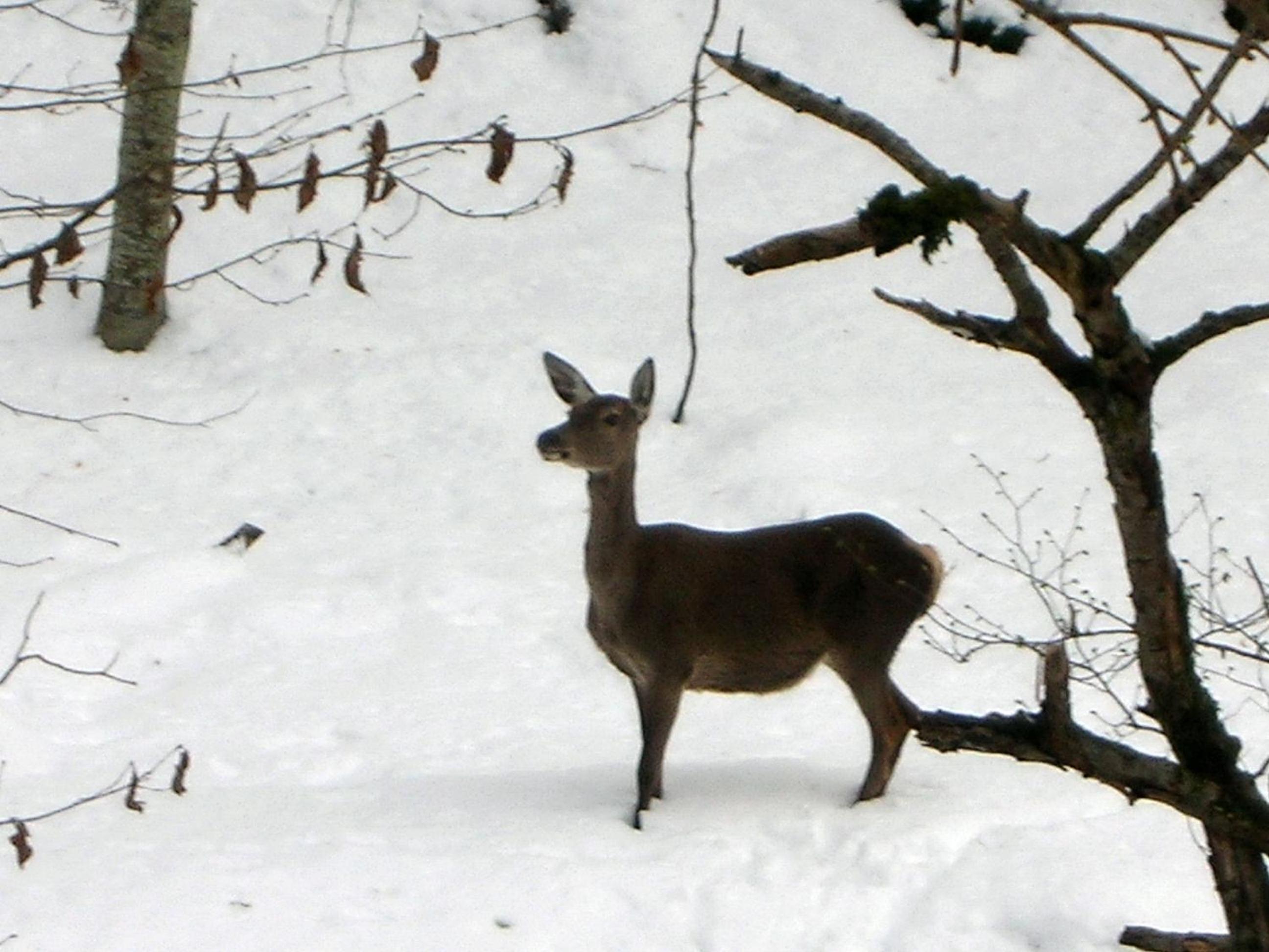 Photo 43
