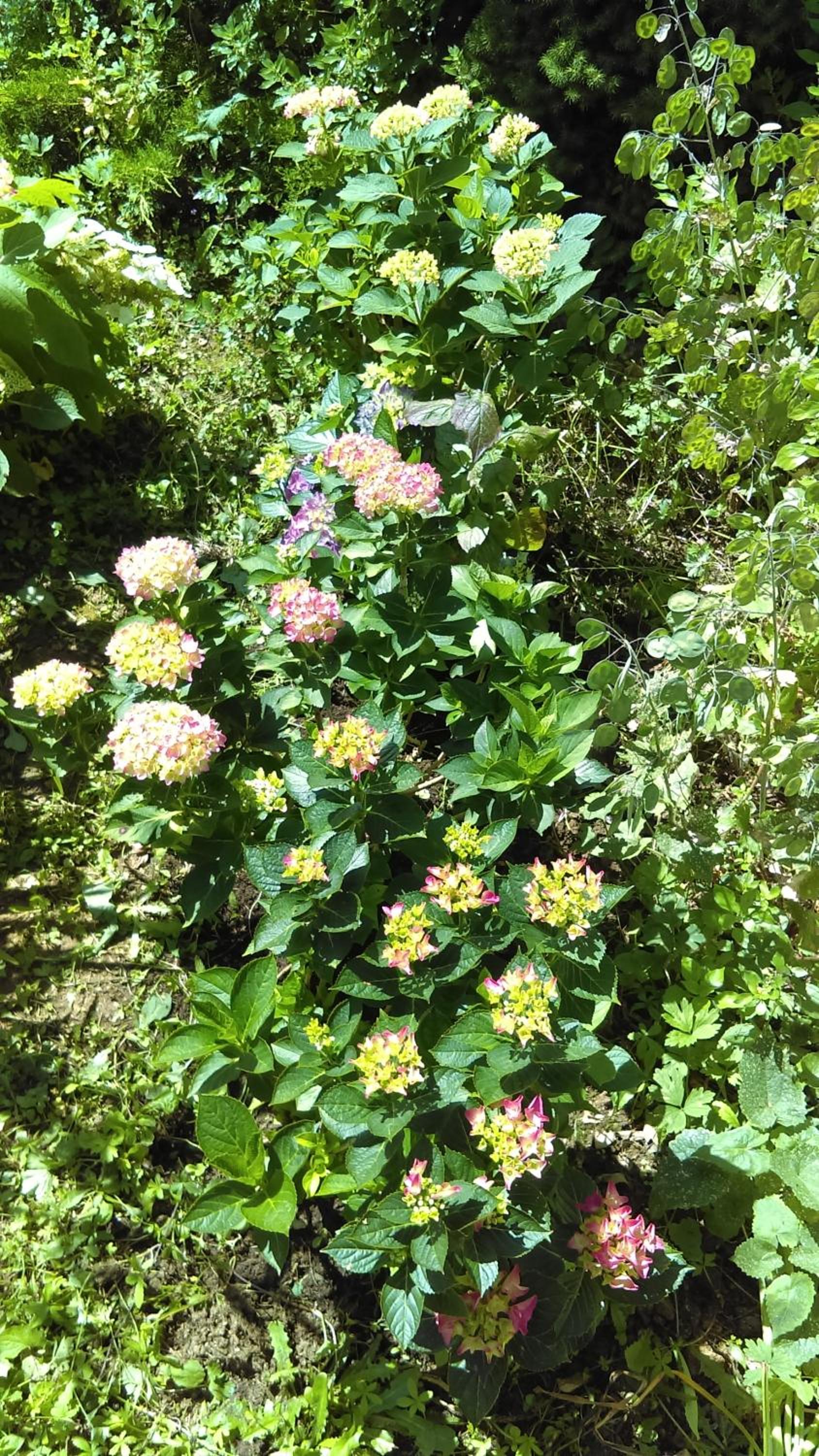 Les 3 roses, photo 5