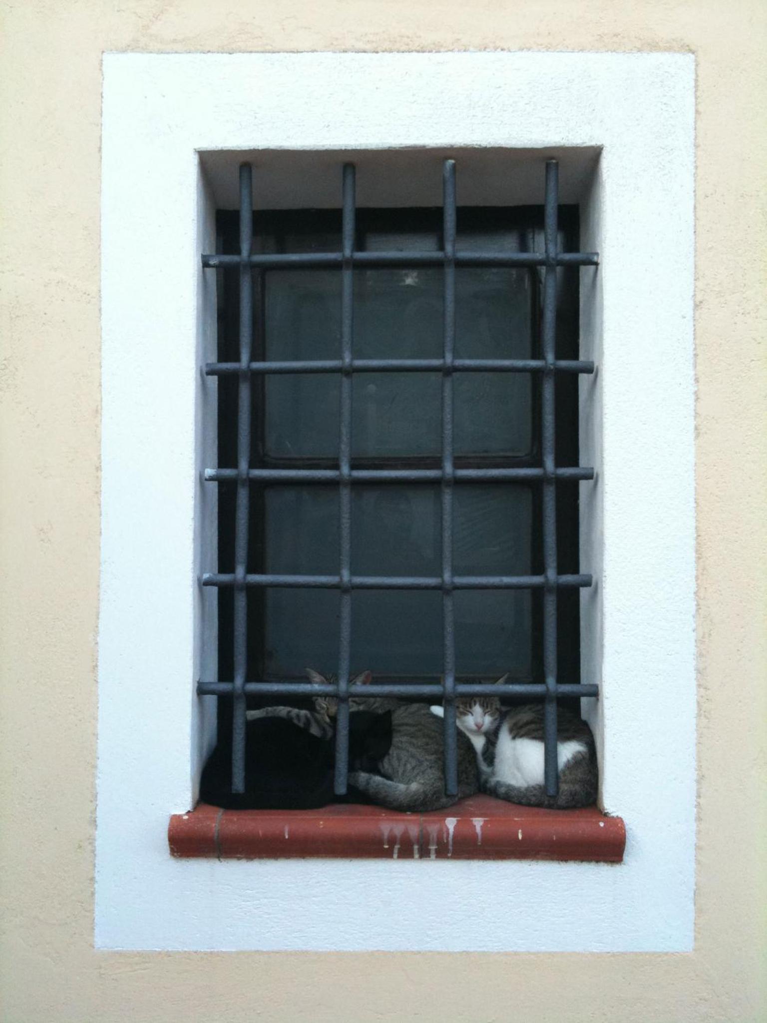 Photo 52